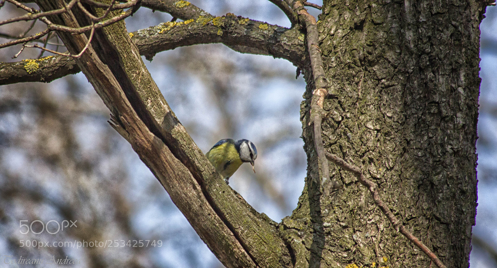 Canon EOS 600D (Rebel EOS T3i / EOS Kiss X5) sample photo. Cyanistes caeruleus photography