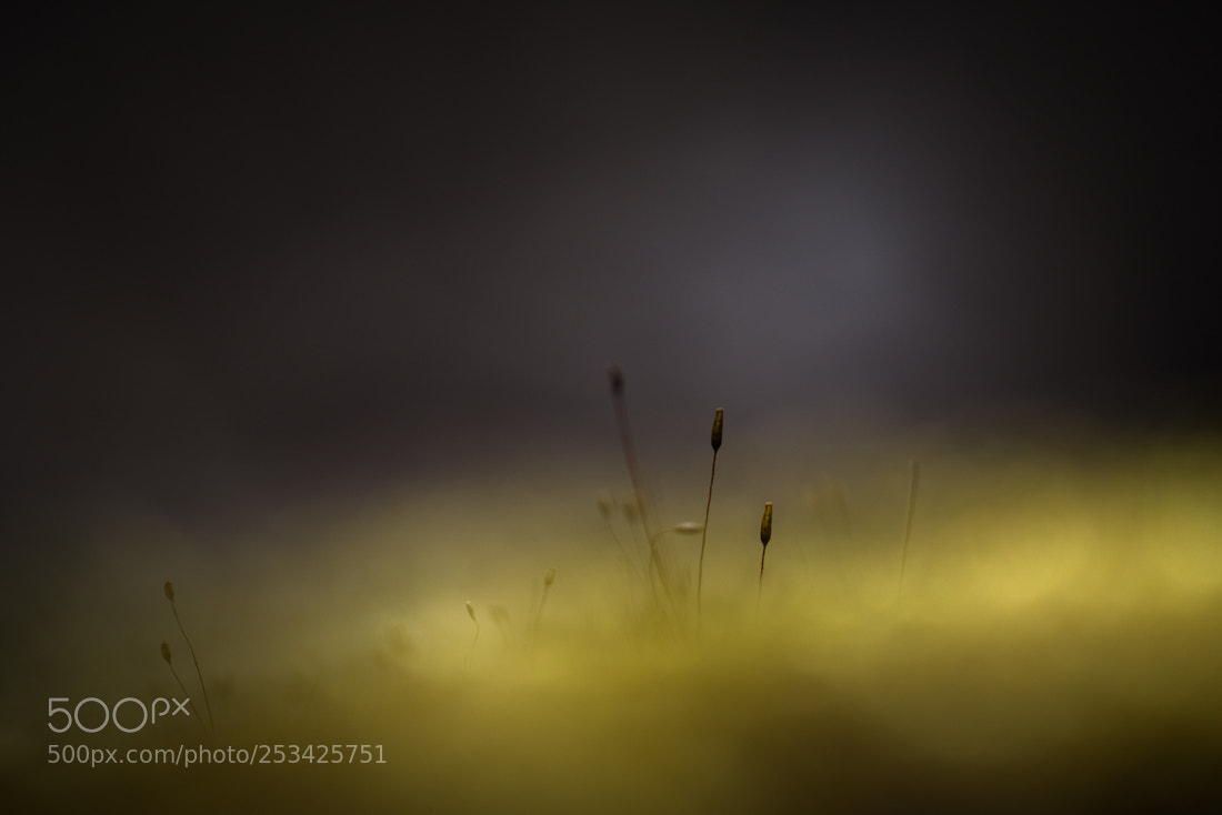 Nikon D810 sample photo. Small world photography