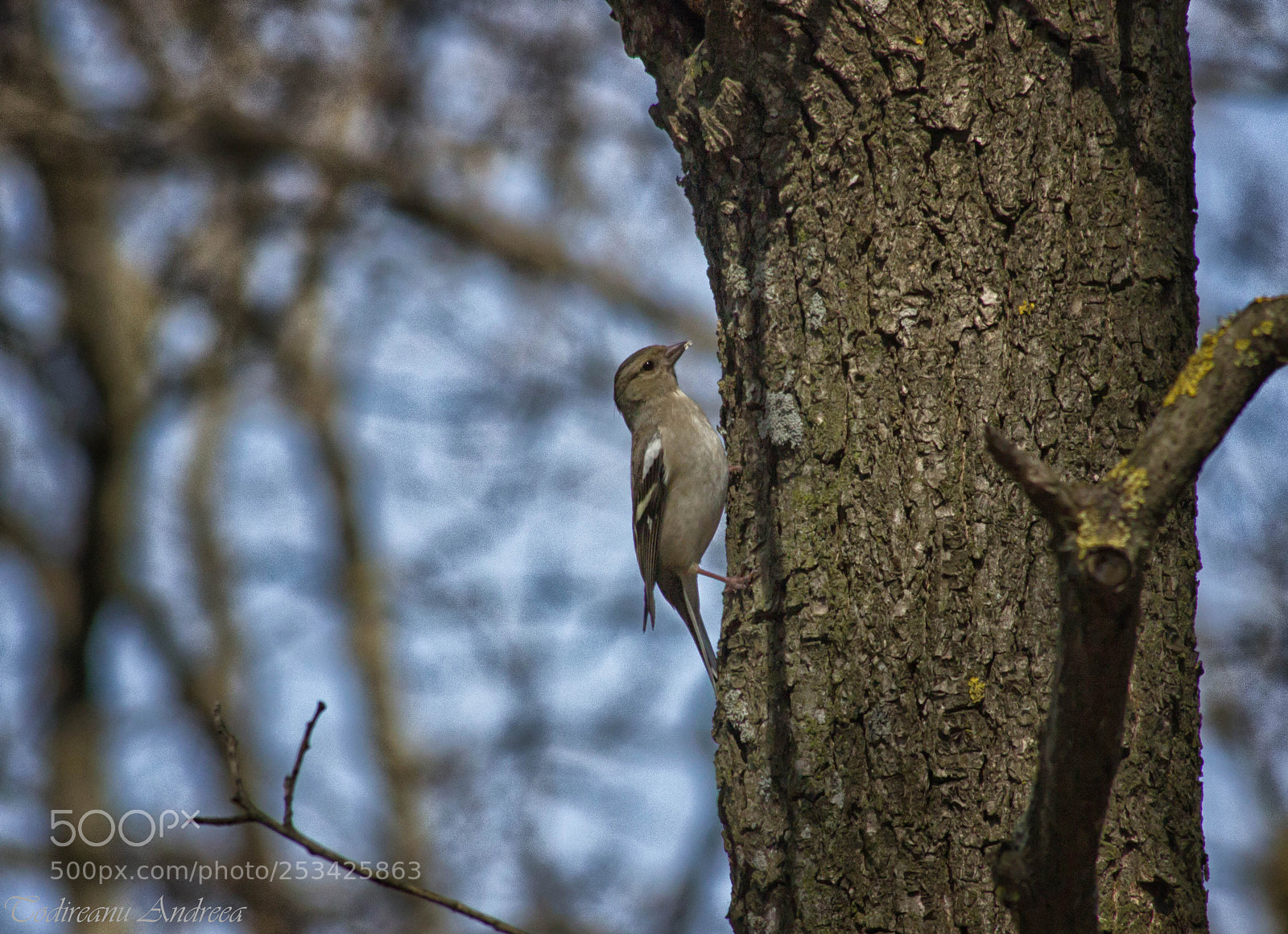 Canon EOS 600D (Rebel EOS T3i / EOS Kiss X5) sample photo. Fringilla coelebs photography