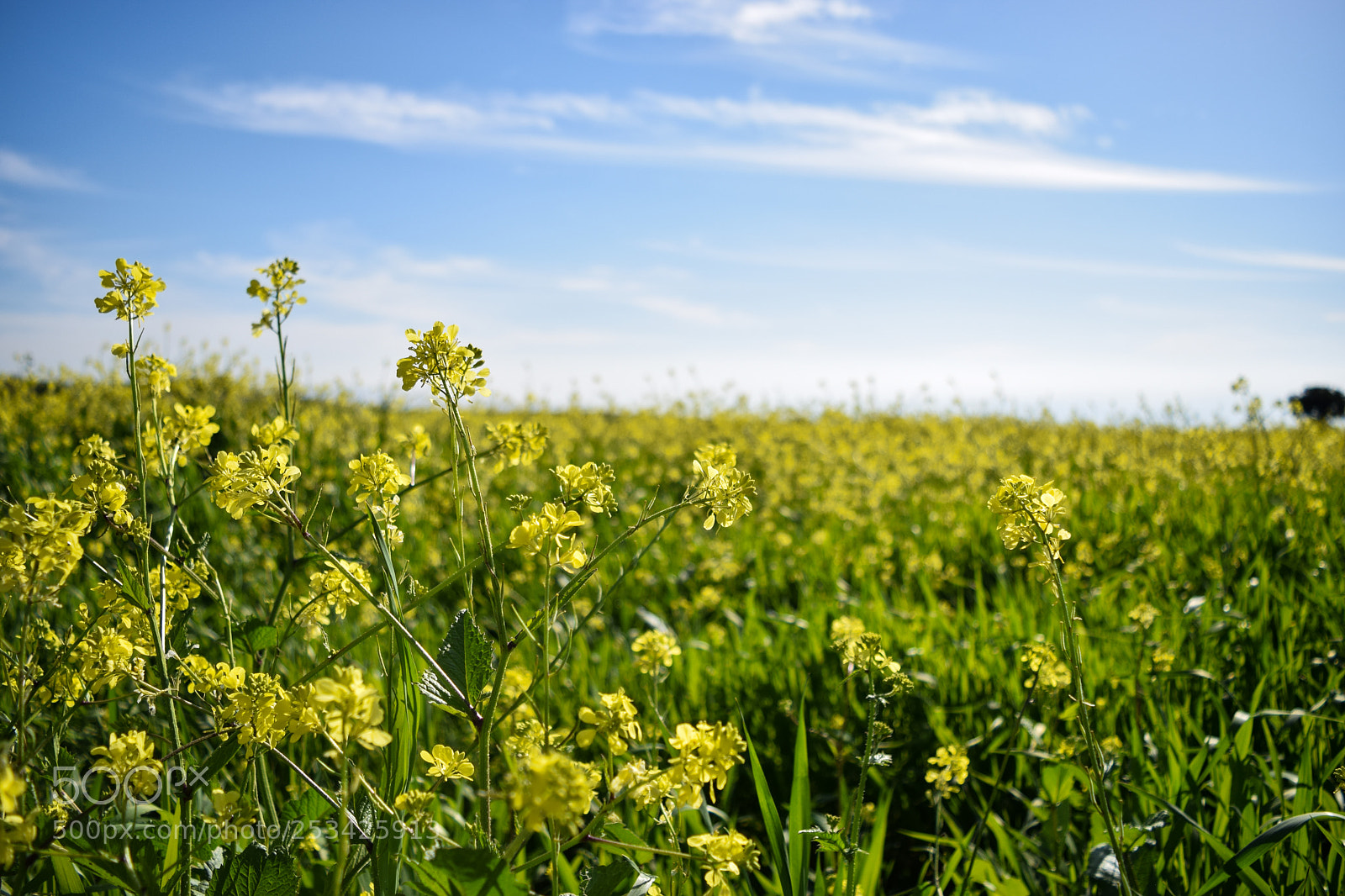 Nikon D3300 sample photo. Flower field photography