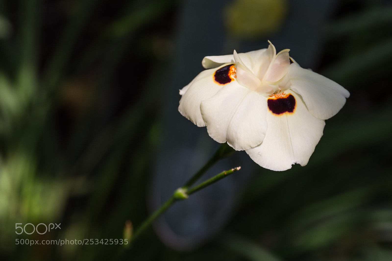 Nikon D7200 sample photo. Untitled photography