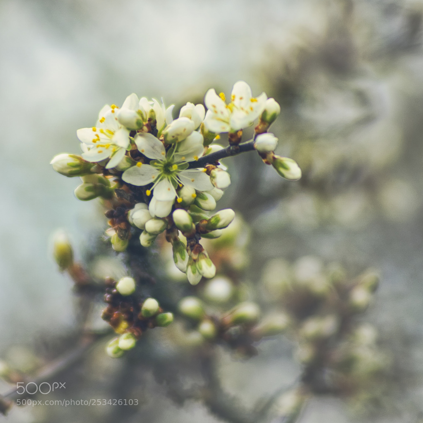 Sony ILCA-77M2 sample photo. Schlehenblüten photography
