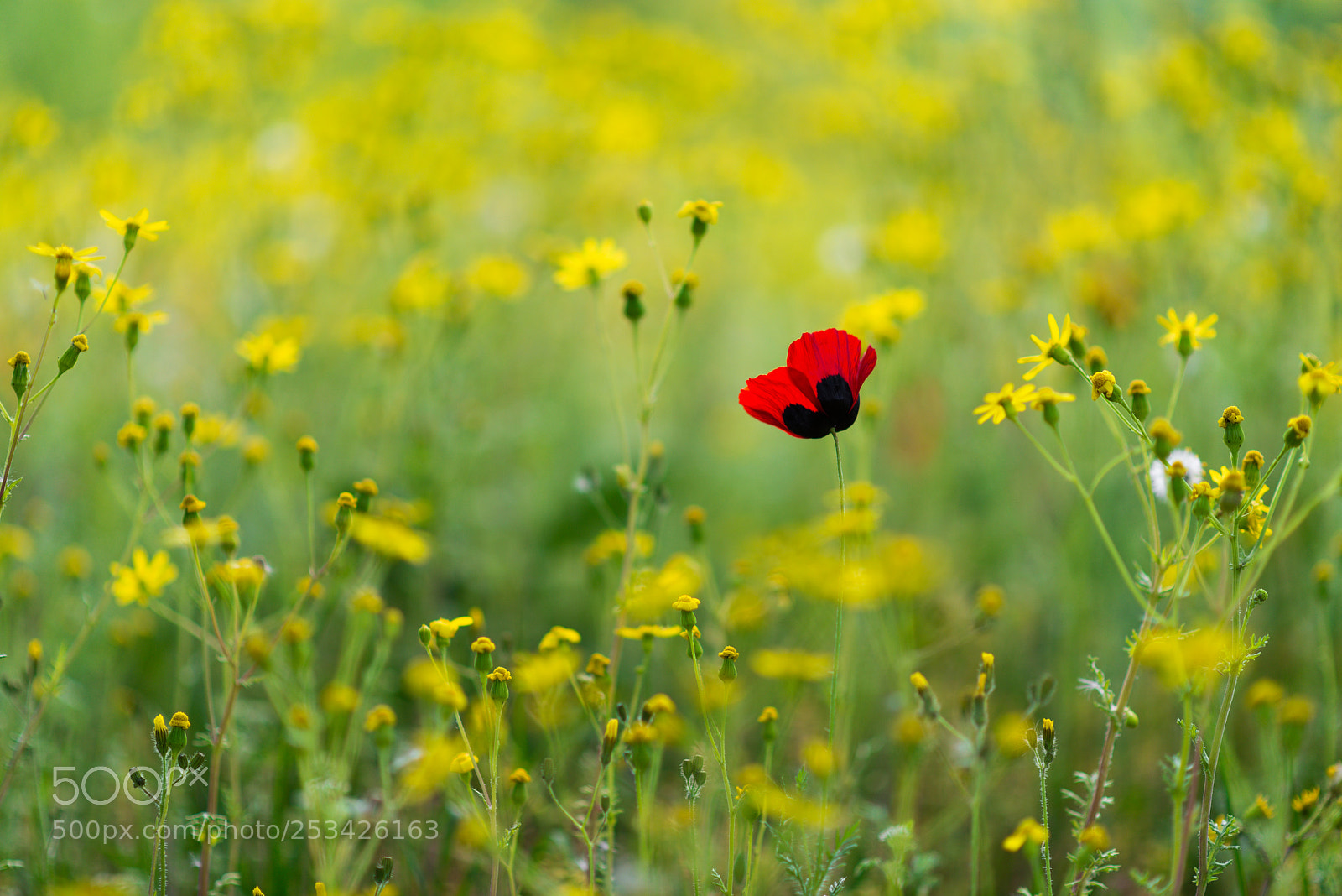 Nikon D610 sample photo. Poppy photography