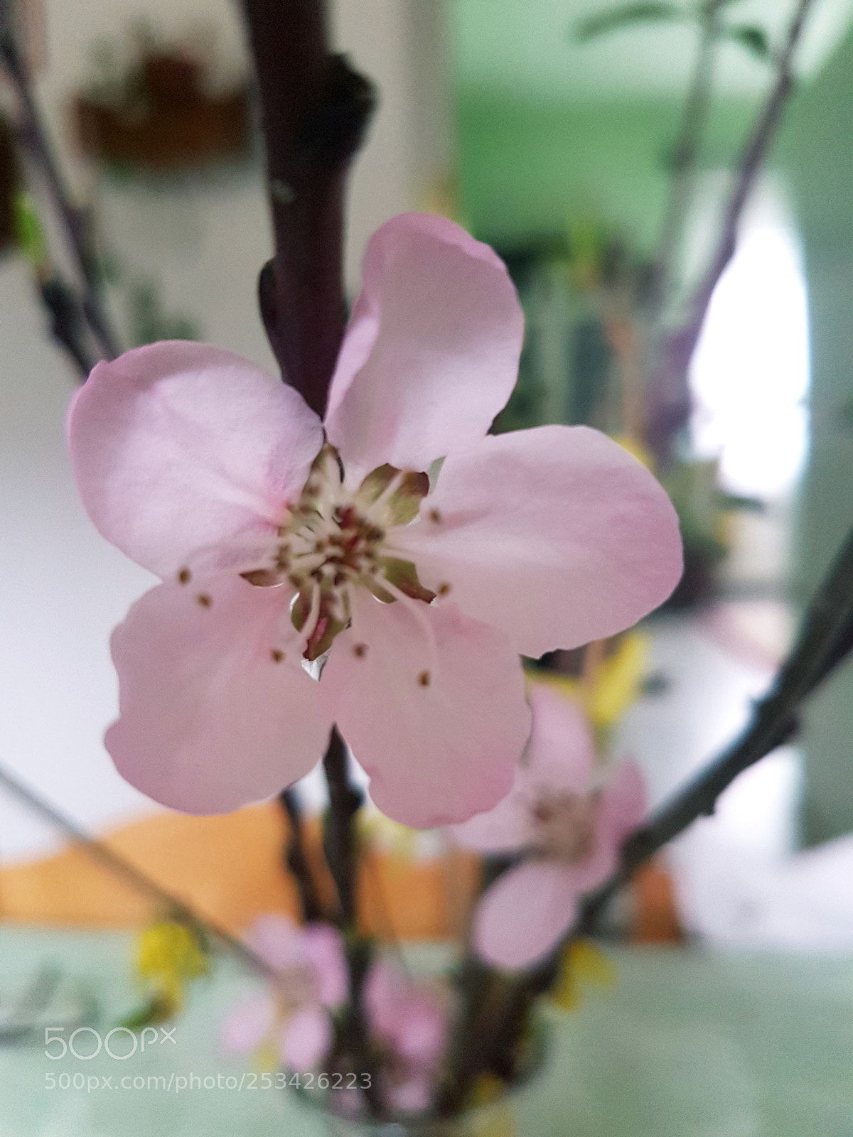 Samsung Galaxy S7 sample photo. Sprig? photography