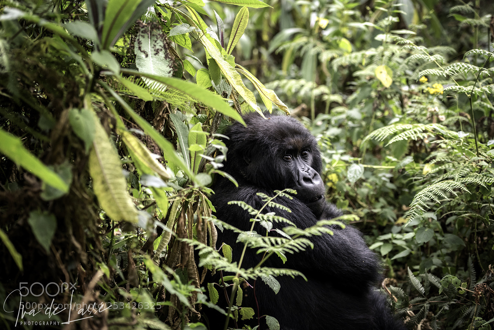 Nikon D810 sample photo. Gorilla from the titus photography