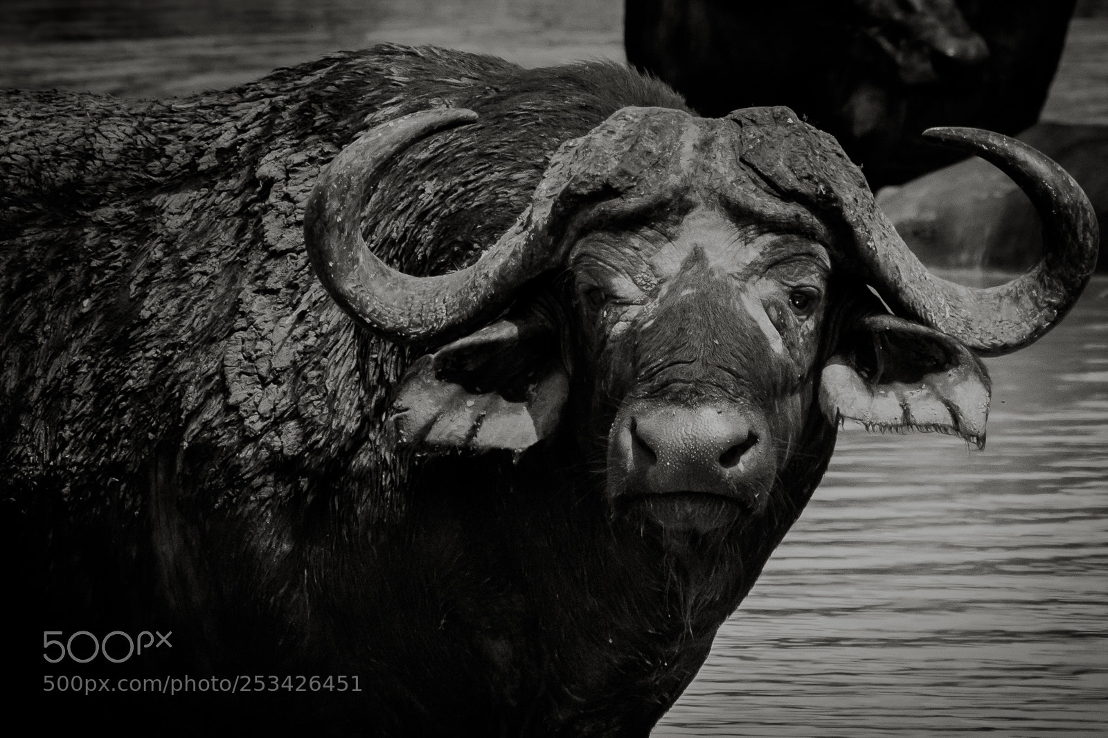 Canon EOS 60D sample photo. Buffalo stare photography