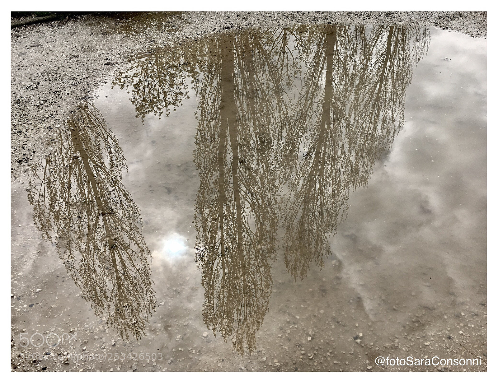 Apple iPhone 6s sample photo. Tre alberi photography