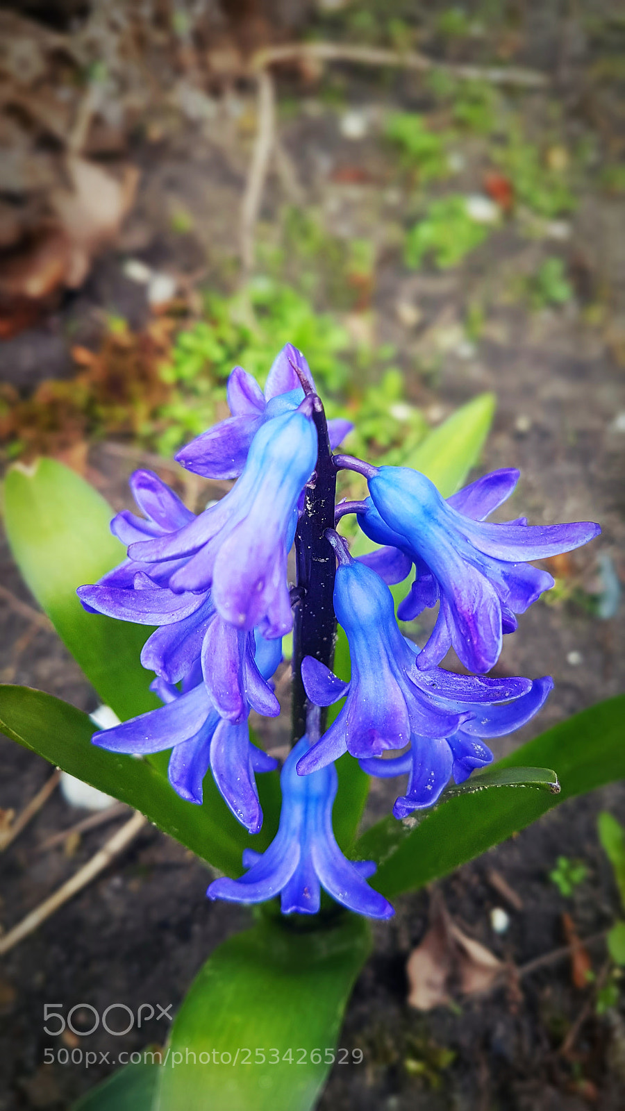 Samsung Galaxy S7 Edge sample photo. When blue bells ring photography