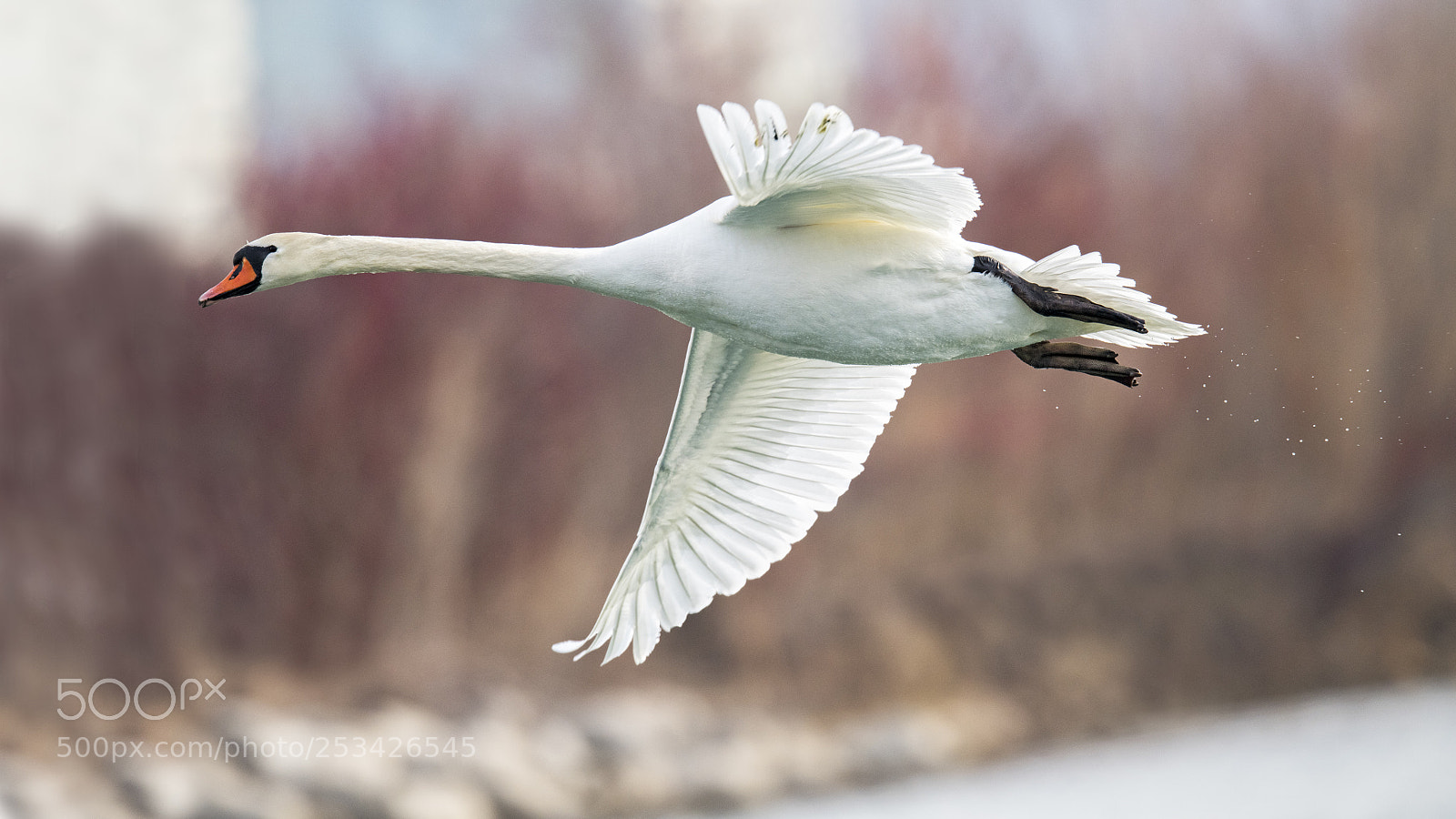 Nikon D850 sample photo. Swan in flight photography