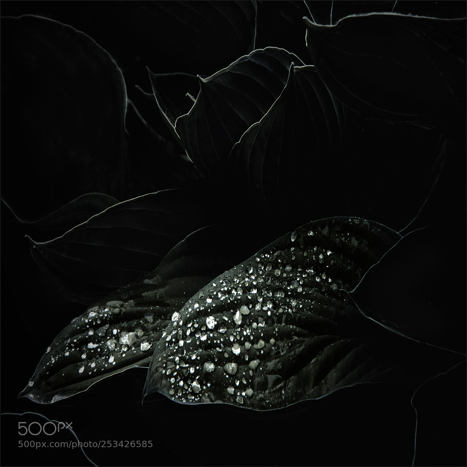Canon EOS 40D sample photo. Diamant drops photography