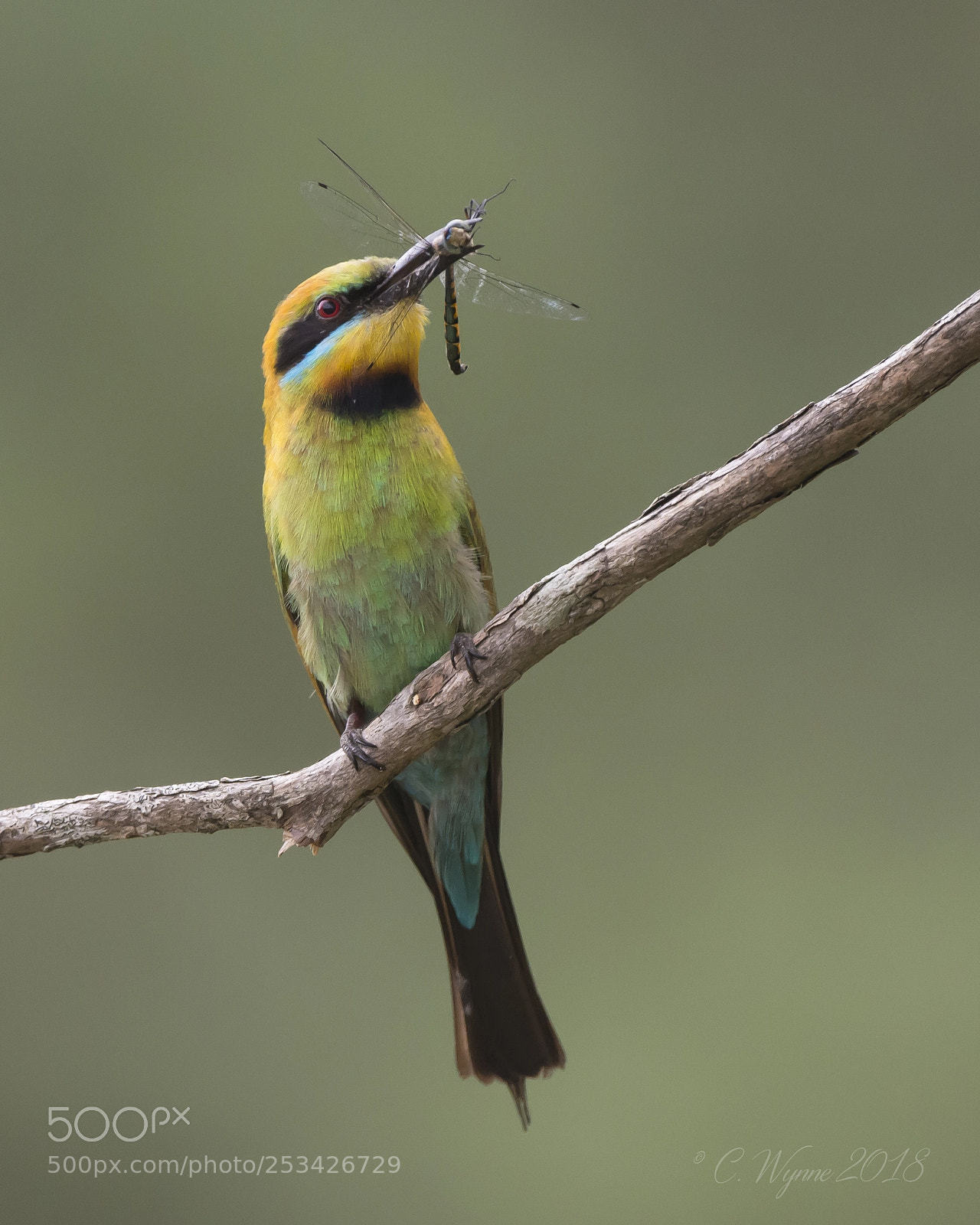 Nikon D7100 sample photo. Rainbow bee-eater (male) photography
