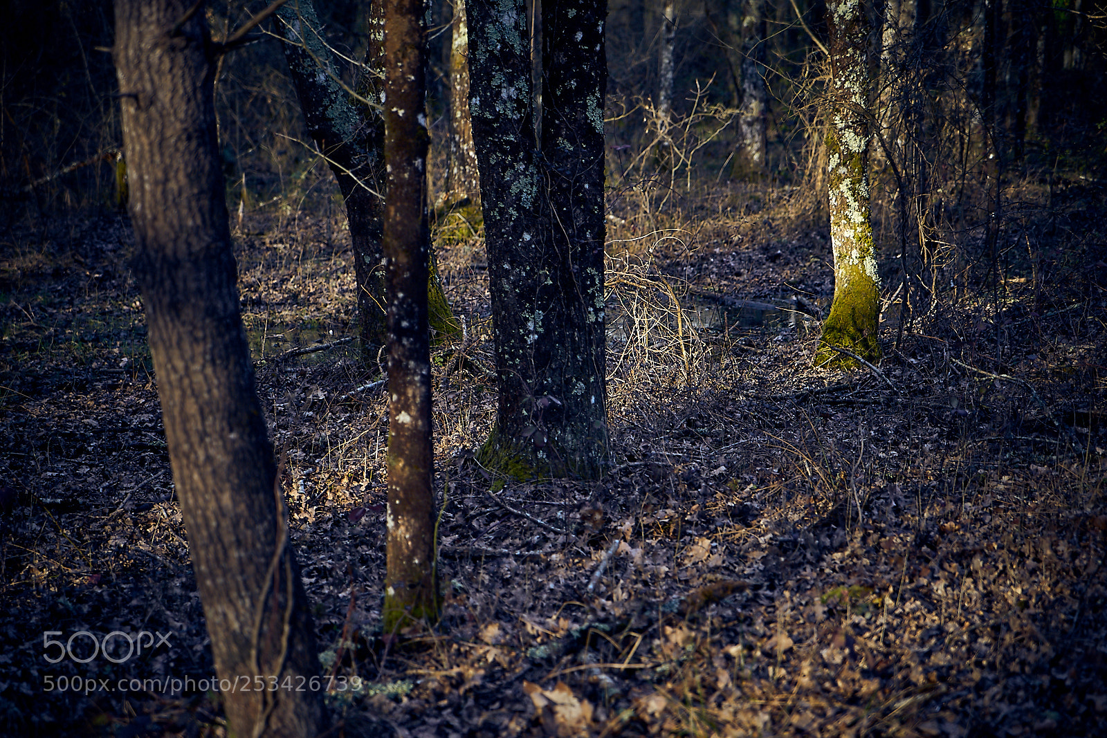 Sony a7 sample photo. The light spot photography