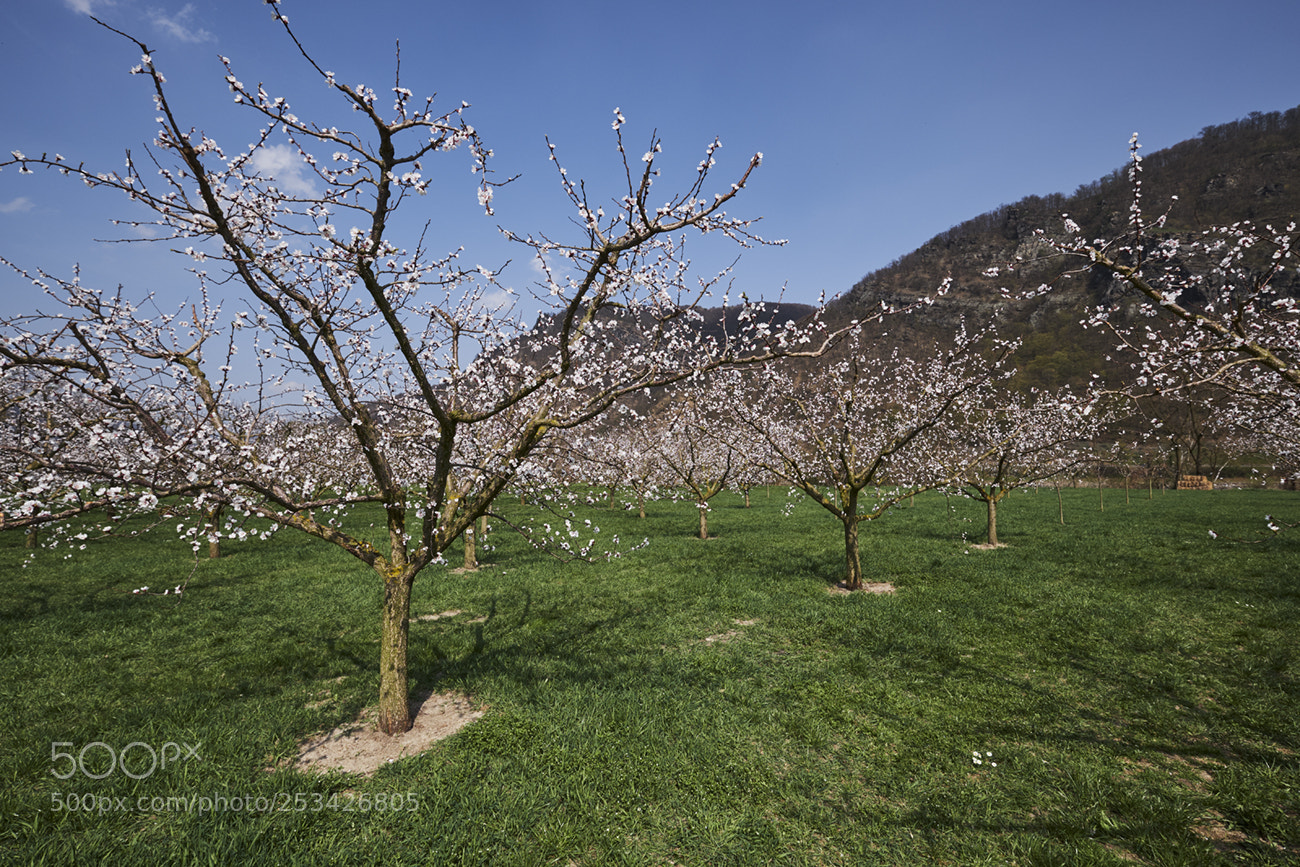 Fujifilm X-T20 sample photo. Marillenbl te in der photography