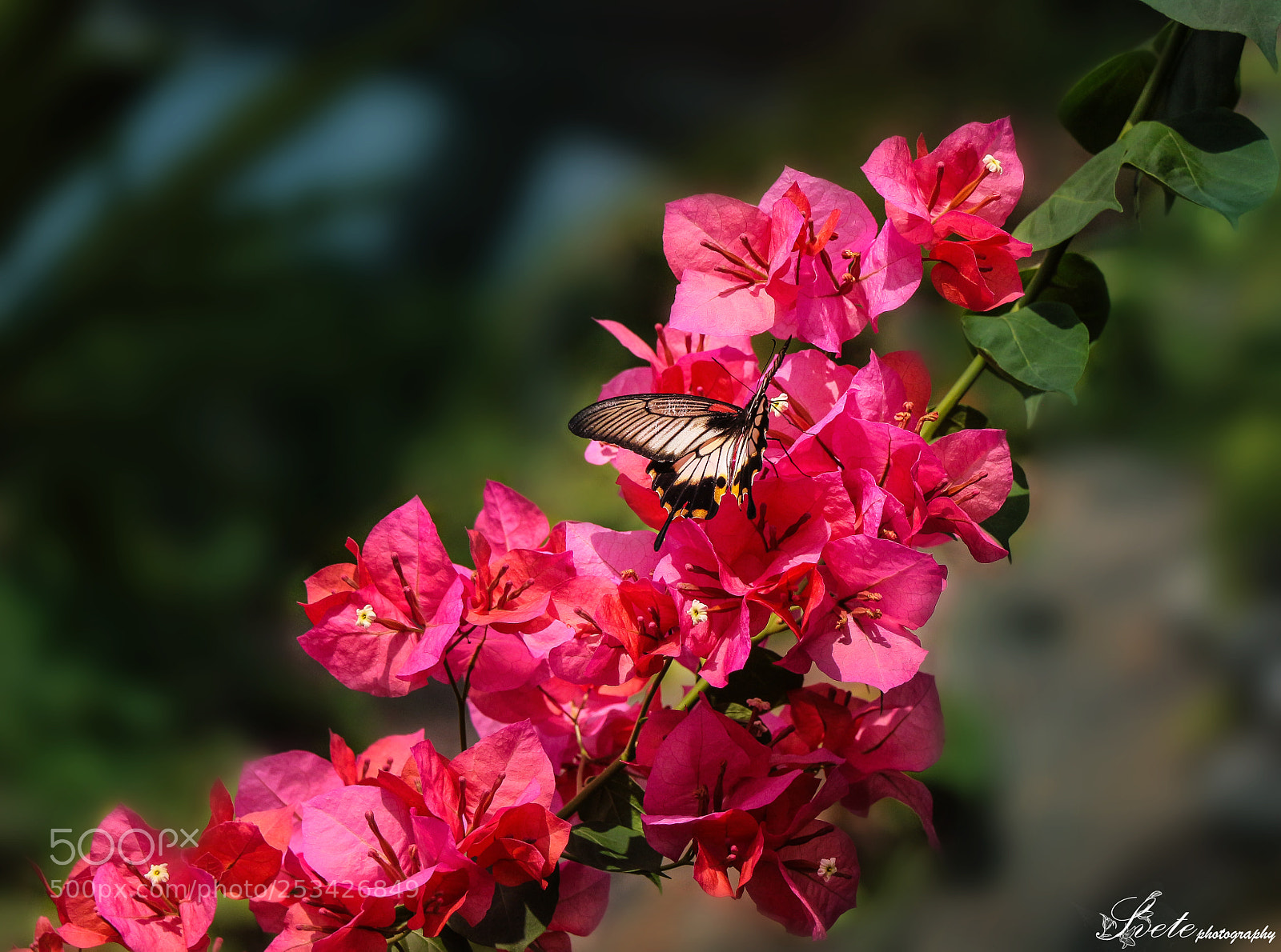 Canon EOS 700D (EOS Rebel T5i / EOS Kiss X7i) sample photo. Papilio lowi zephyria photography