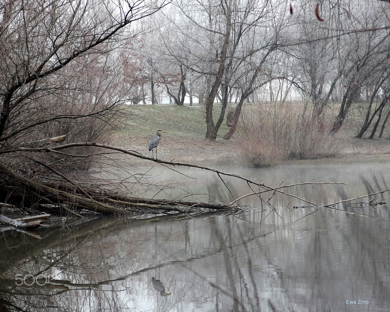 Olympus XZ-2 iHS sample photo. Frozen heron. photography