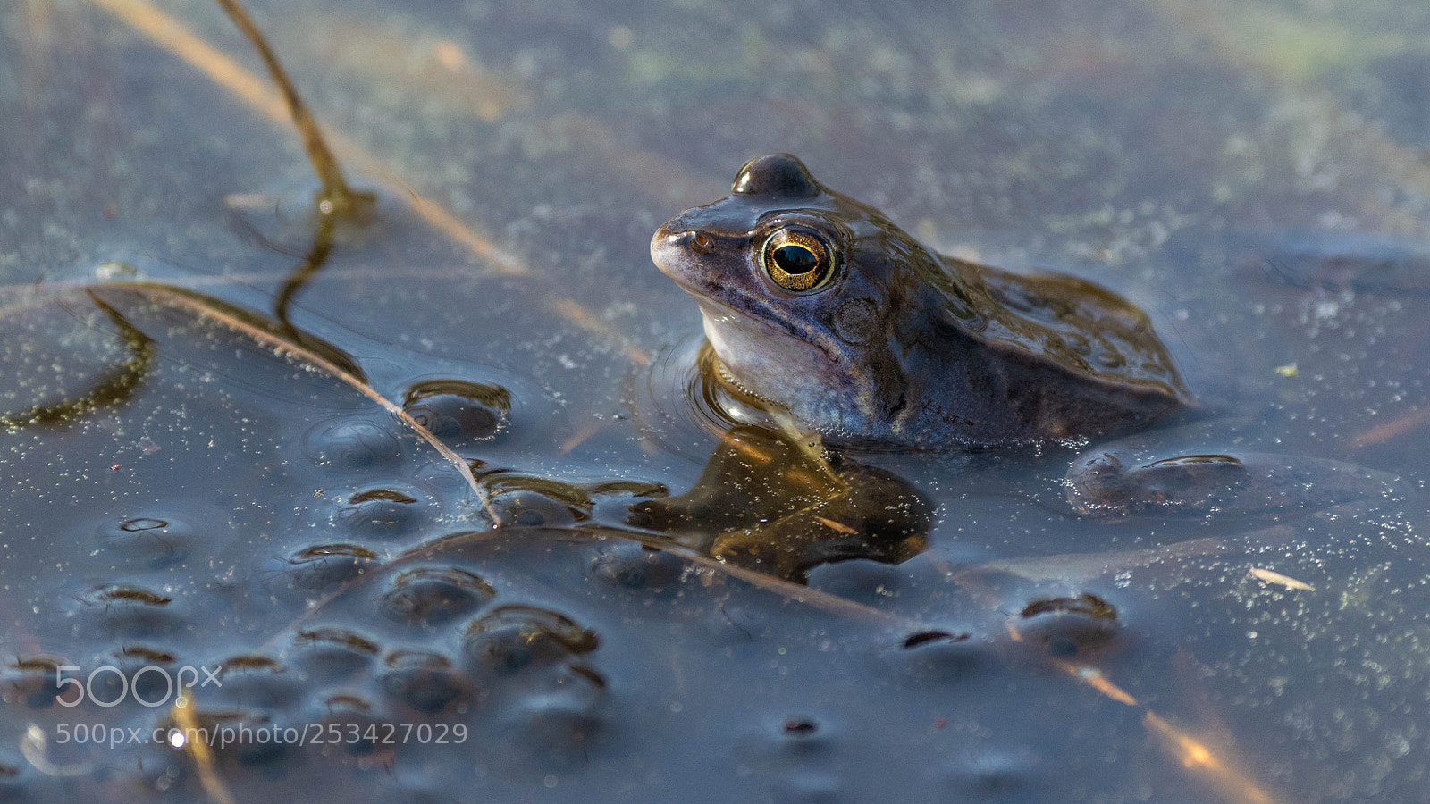 Nikon D5300 sample photo. Spawning season photography