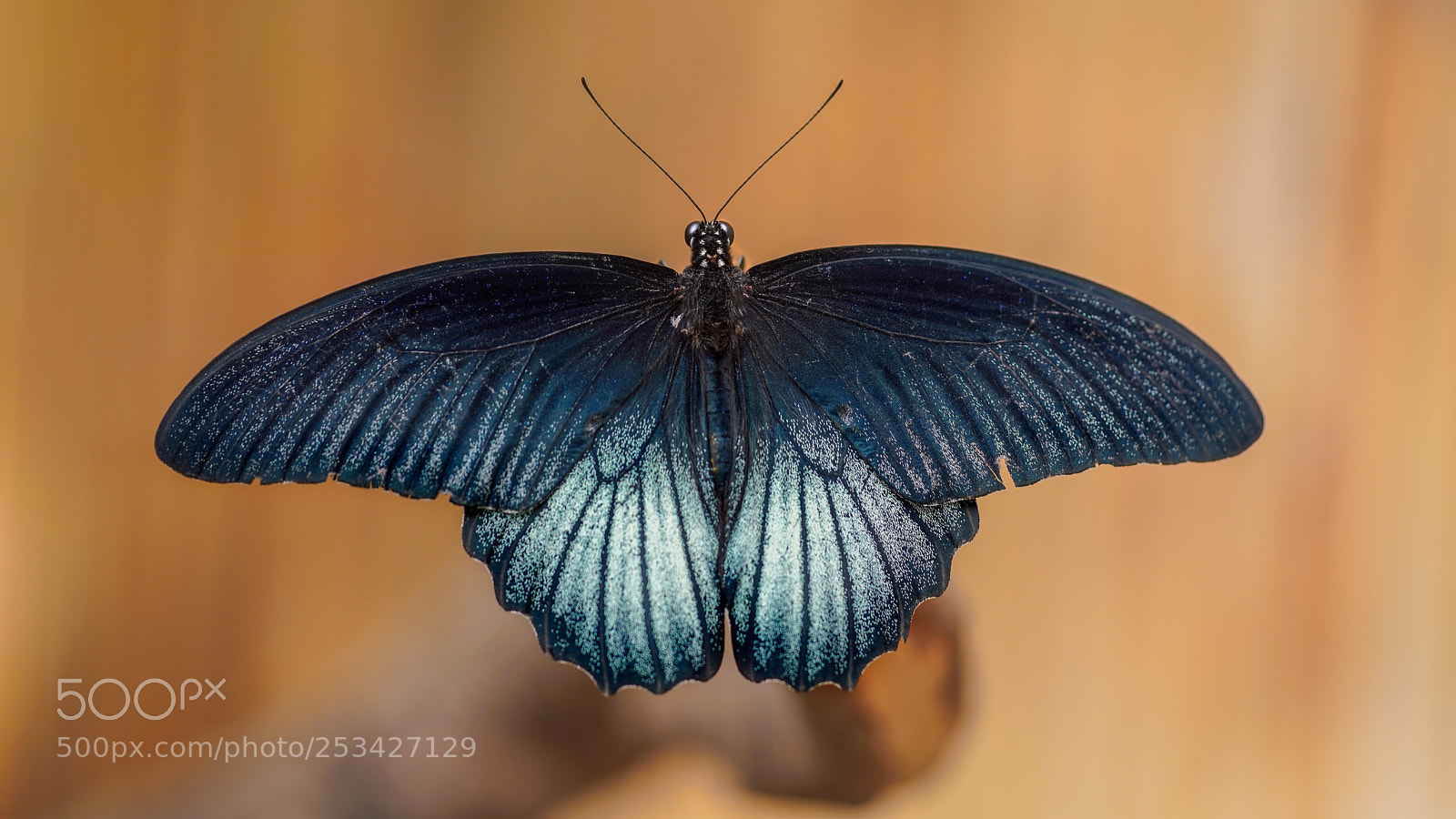 Sony a7R III sample photo. Butterfly photography