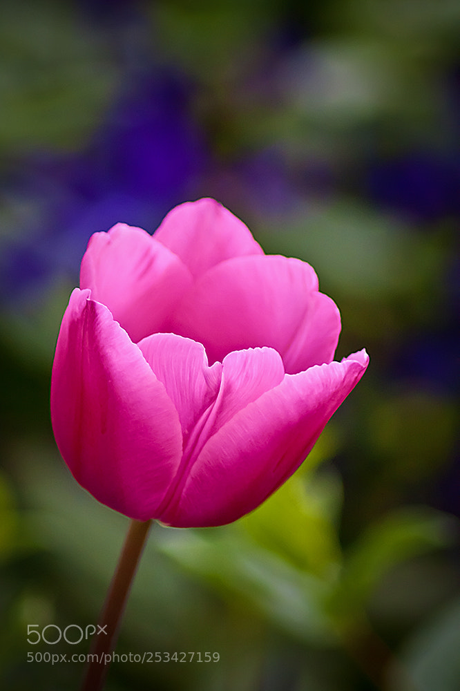 Canon EOS 450D (EOS Rebel XSi / EOS Kiss X2) sample photo. Pink springtime photography