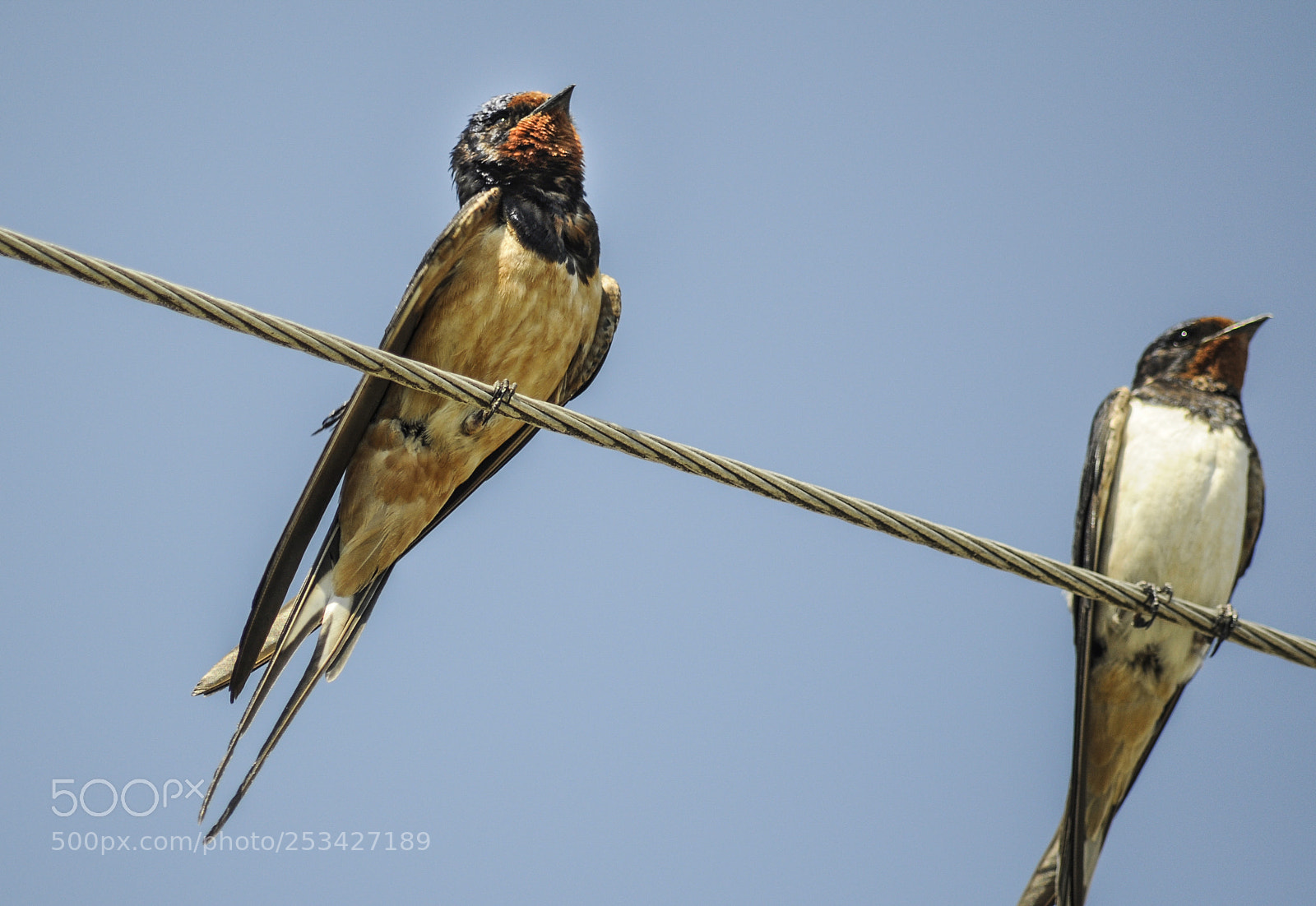 Nikon D5000 sample photo. Birds photography
