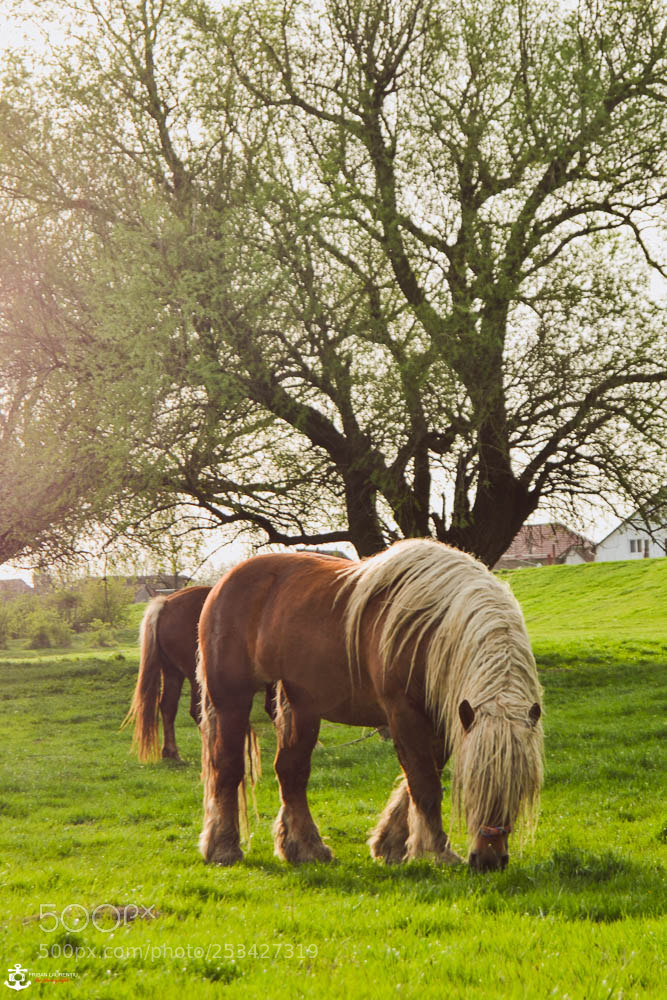Nikon D3100 sample photo. Spring photography