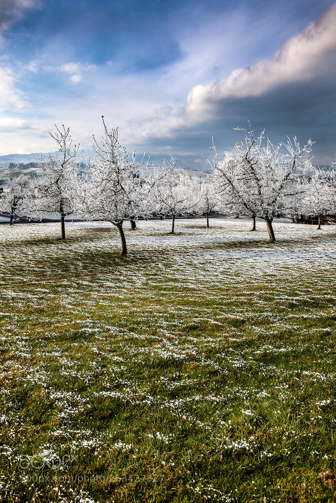 Nikon D3X sample photo. Cold orchard photography