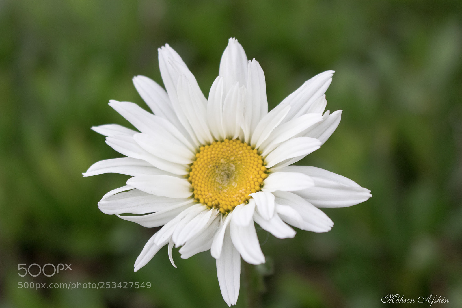 Canon EOS 77D (EOS 9000D / EOS 770D) sample photo. Beauty photography