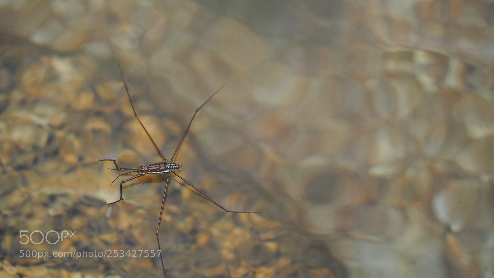 Olympus PEN E-PL7 sample photo. Nature creature  photography