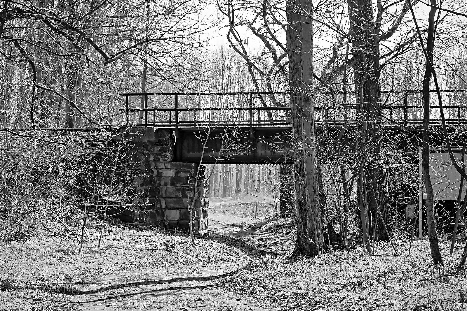 Nikon D5300 sample photo. In czech spring forest photography