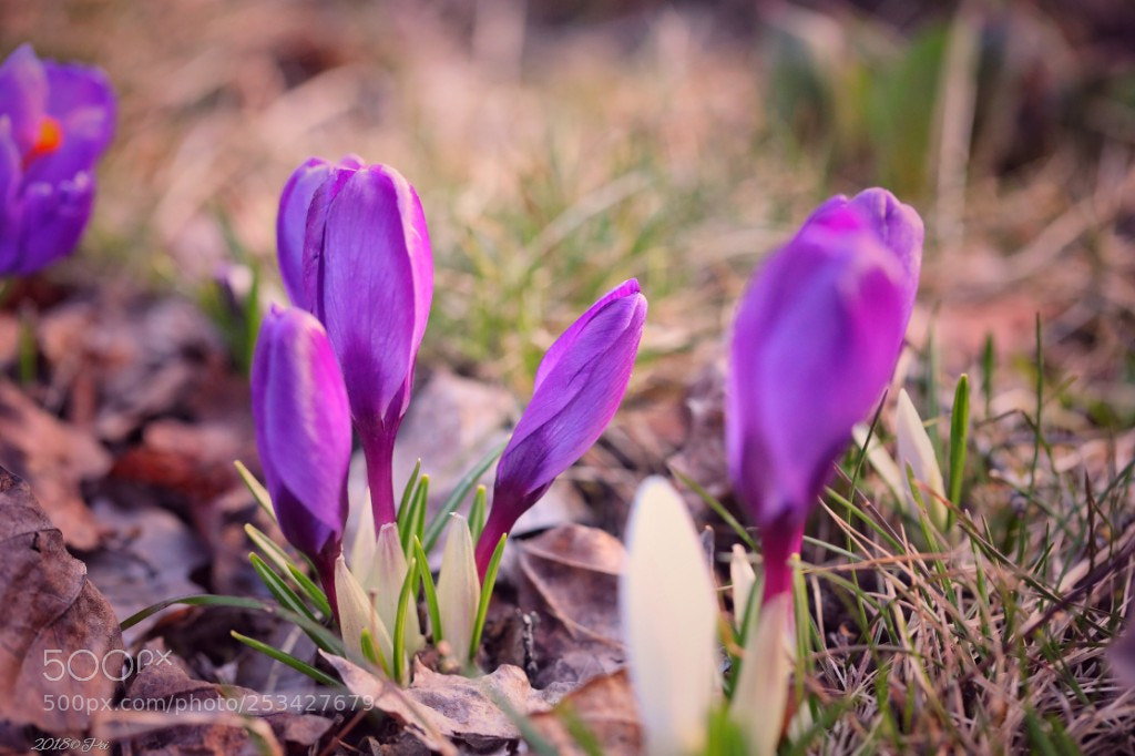 Canon EOS 5D Mark IV sample photo. Crocus photography