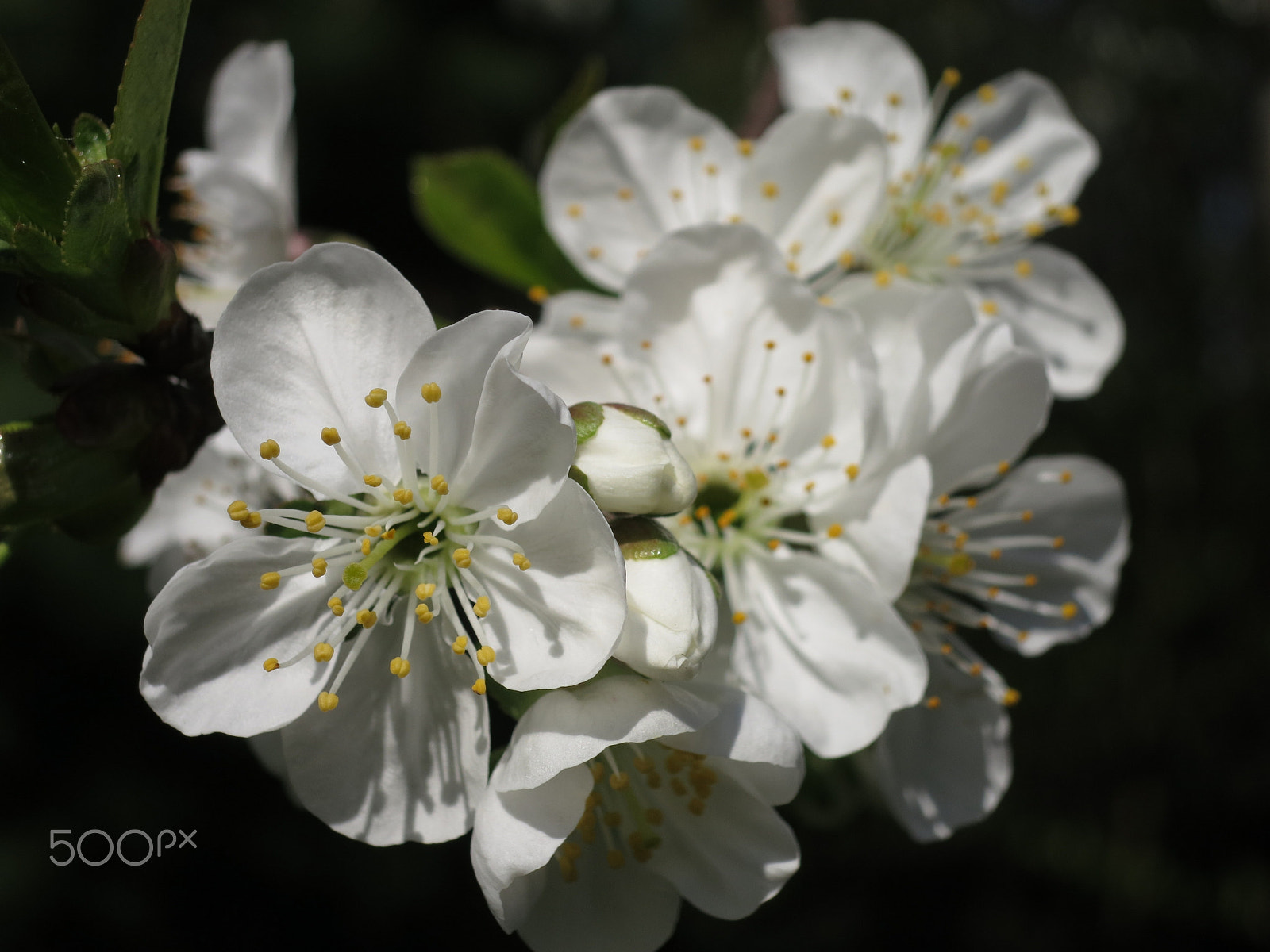 Canon PowerShot S100 sample photo. Cherry blossoms photography