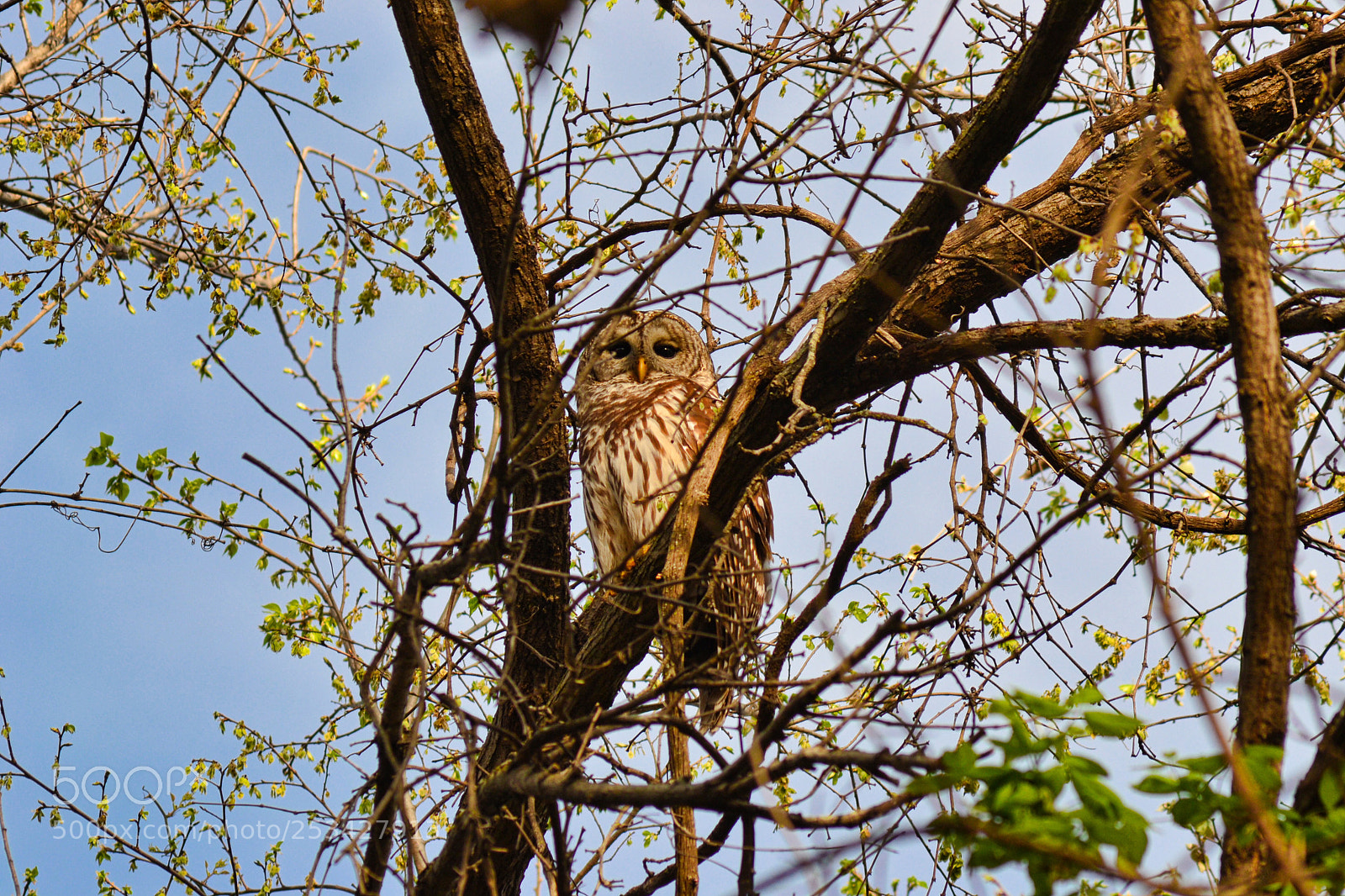 Nikon D3100 sample photo. Barred owl photography