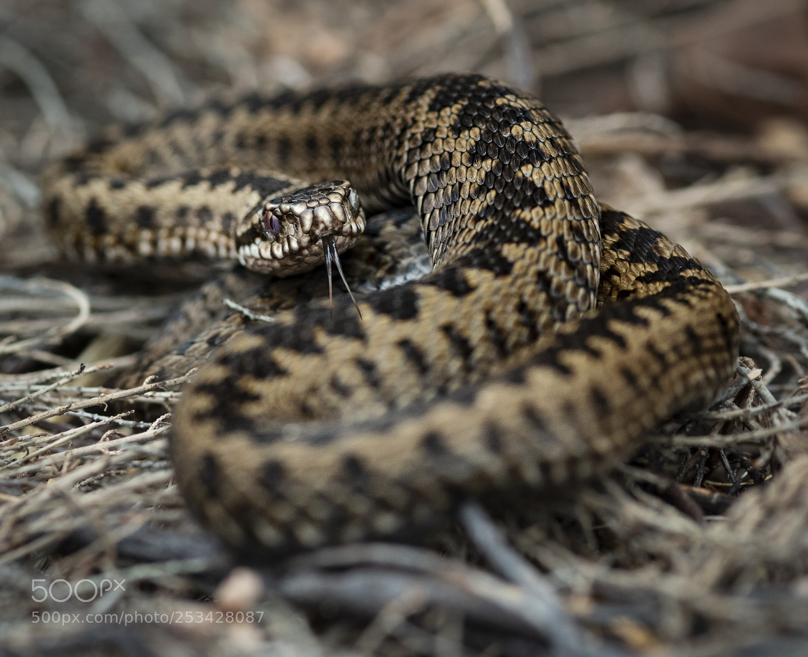Nikon D500 sample photo. Adder april 2018 photography