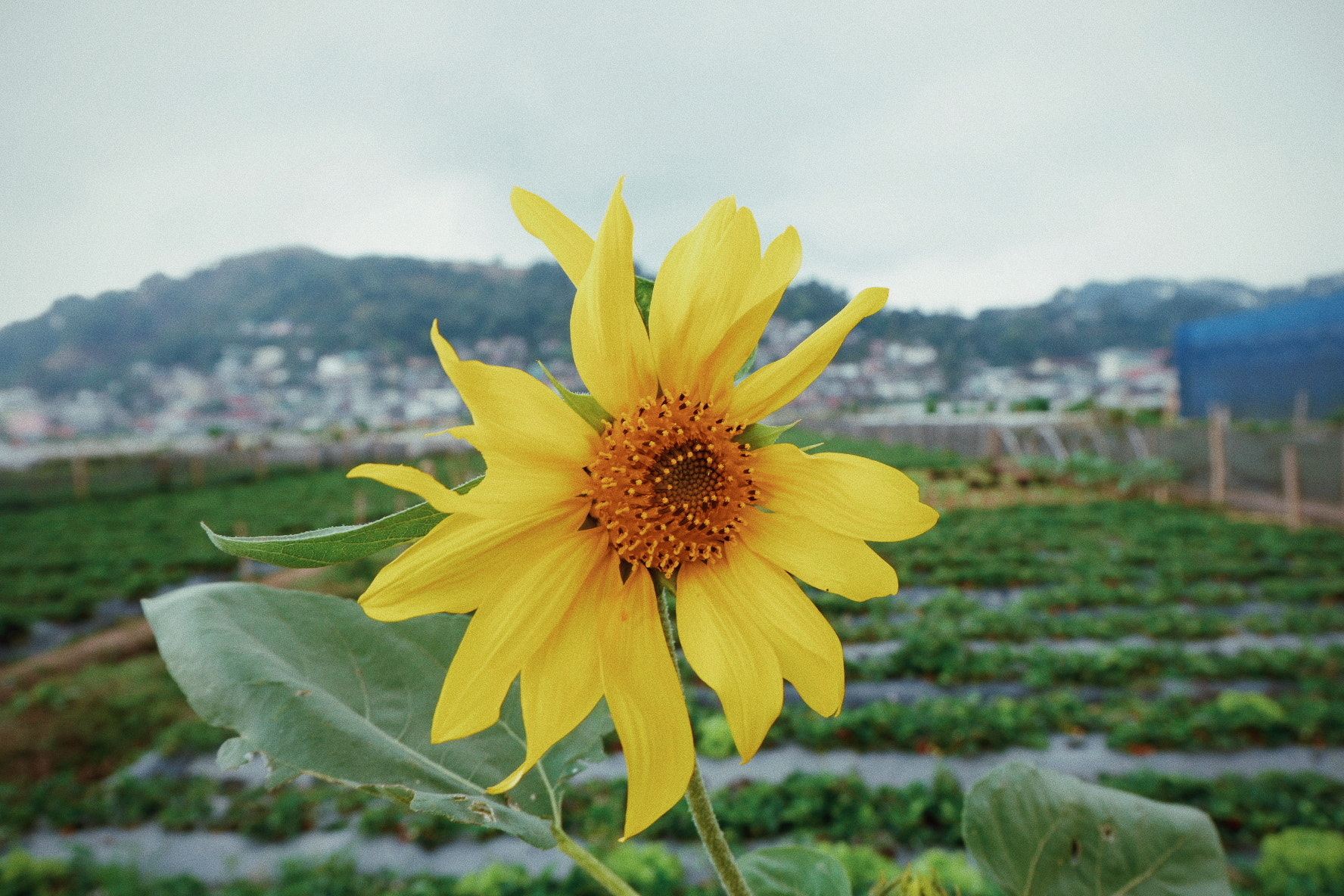 Fujifilm X-A3 sample photo. 🌻 photography