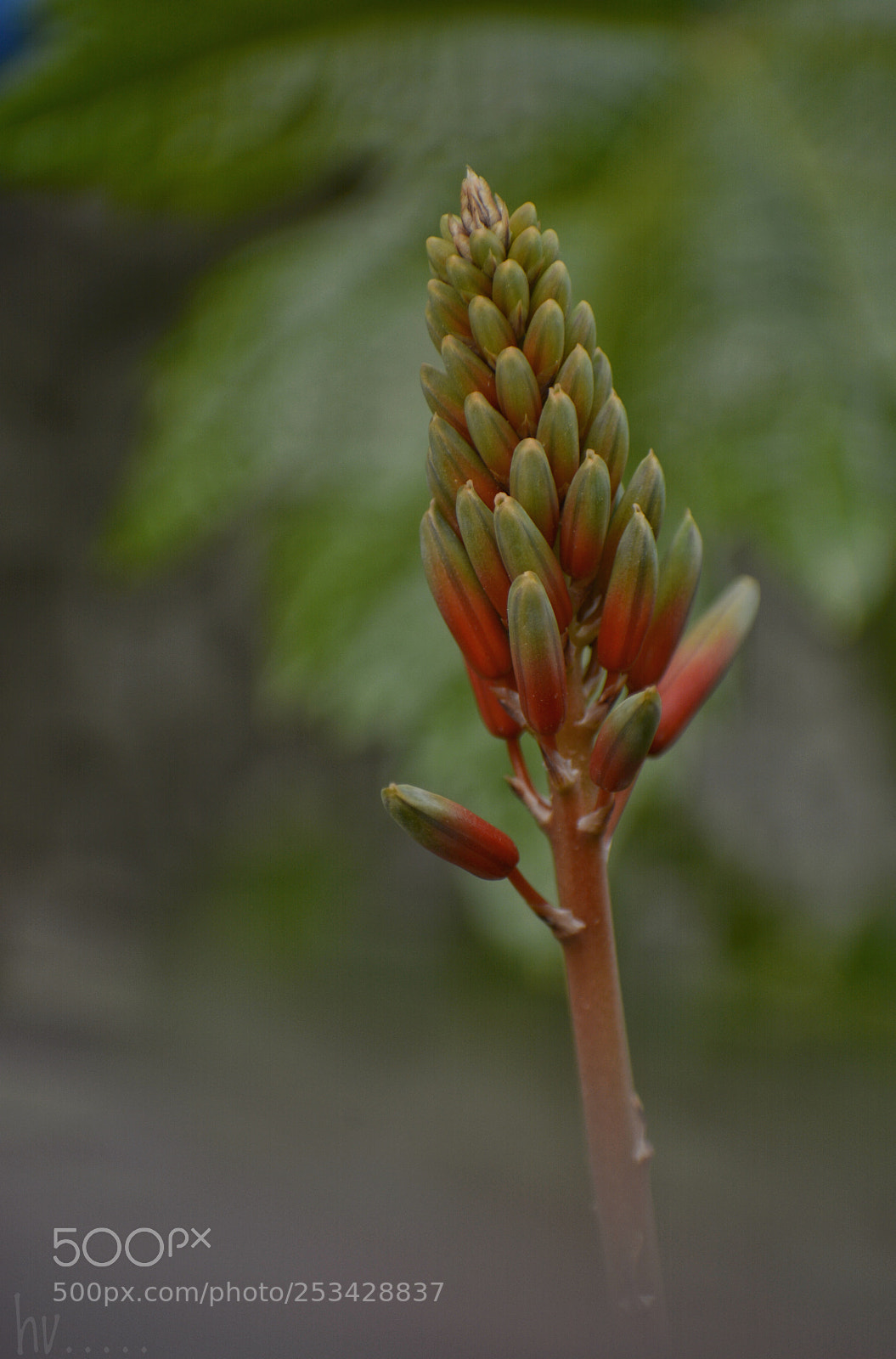 Nikon D7100 sample photo. Untitled photography