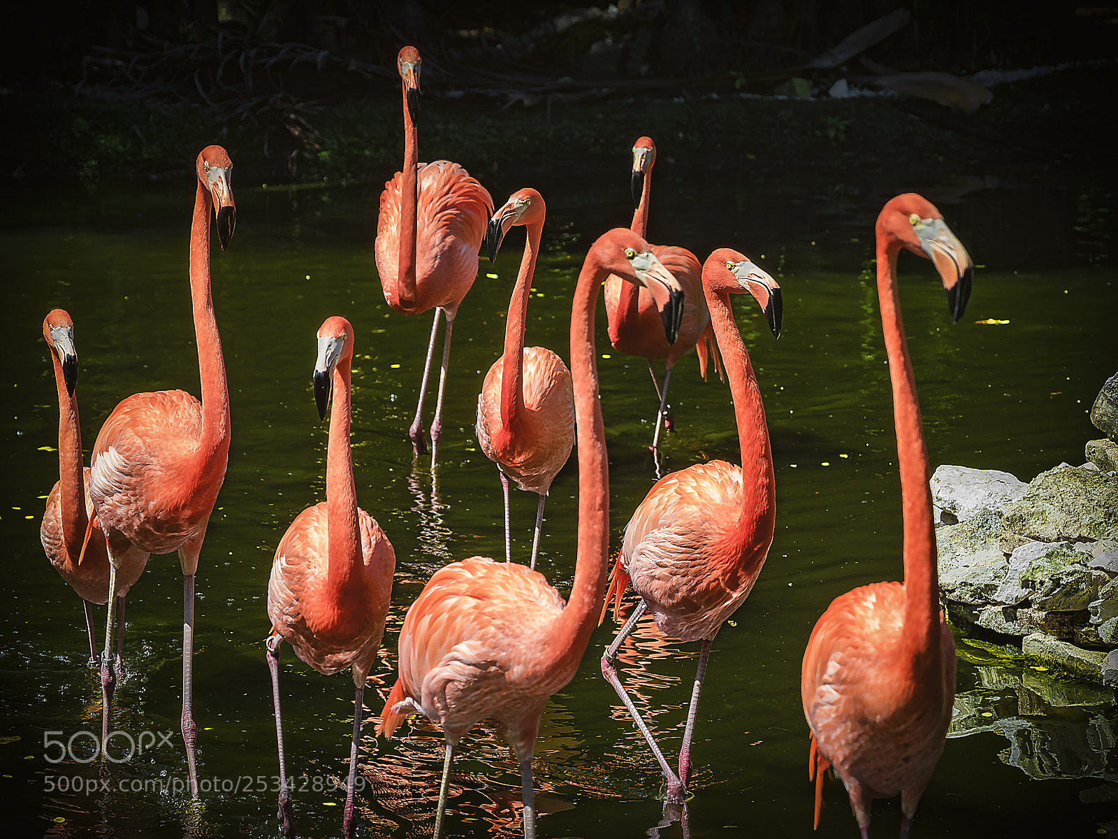 Olympus OM-D E-M5 II sample photo. Phoenicopterus ruber photography