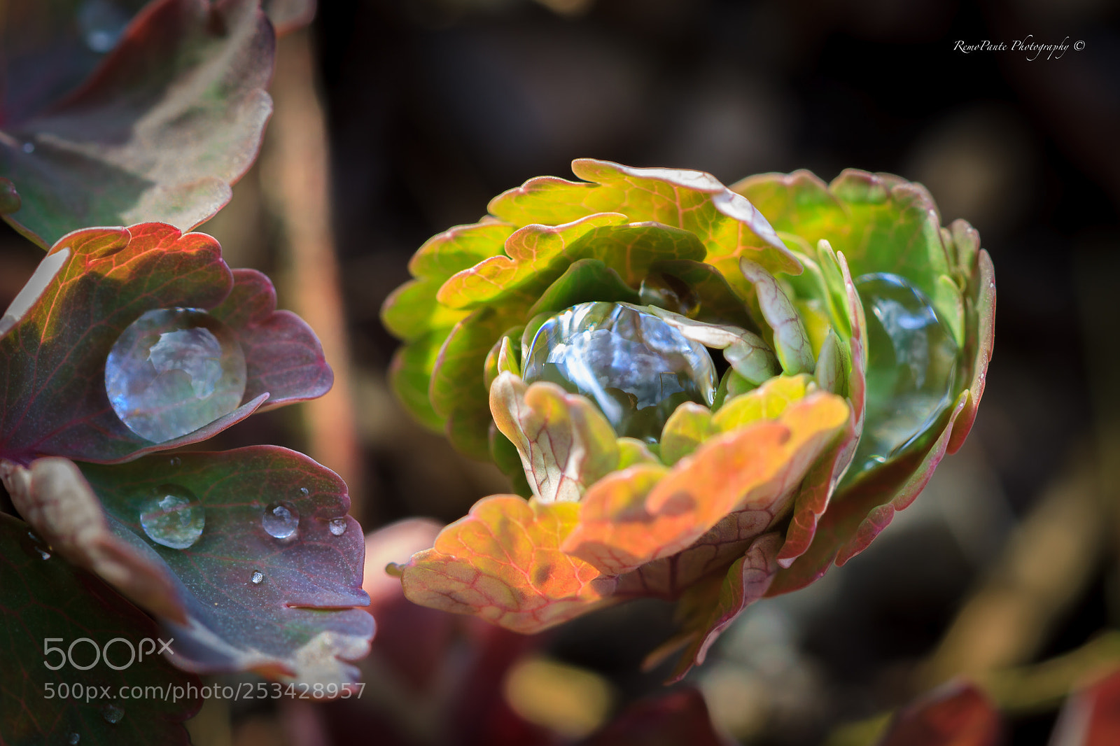 Canon EOS 7D sample photo. Crystal drop photography