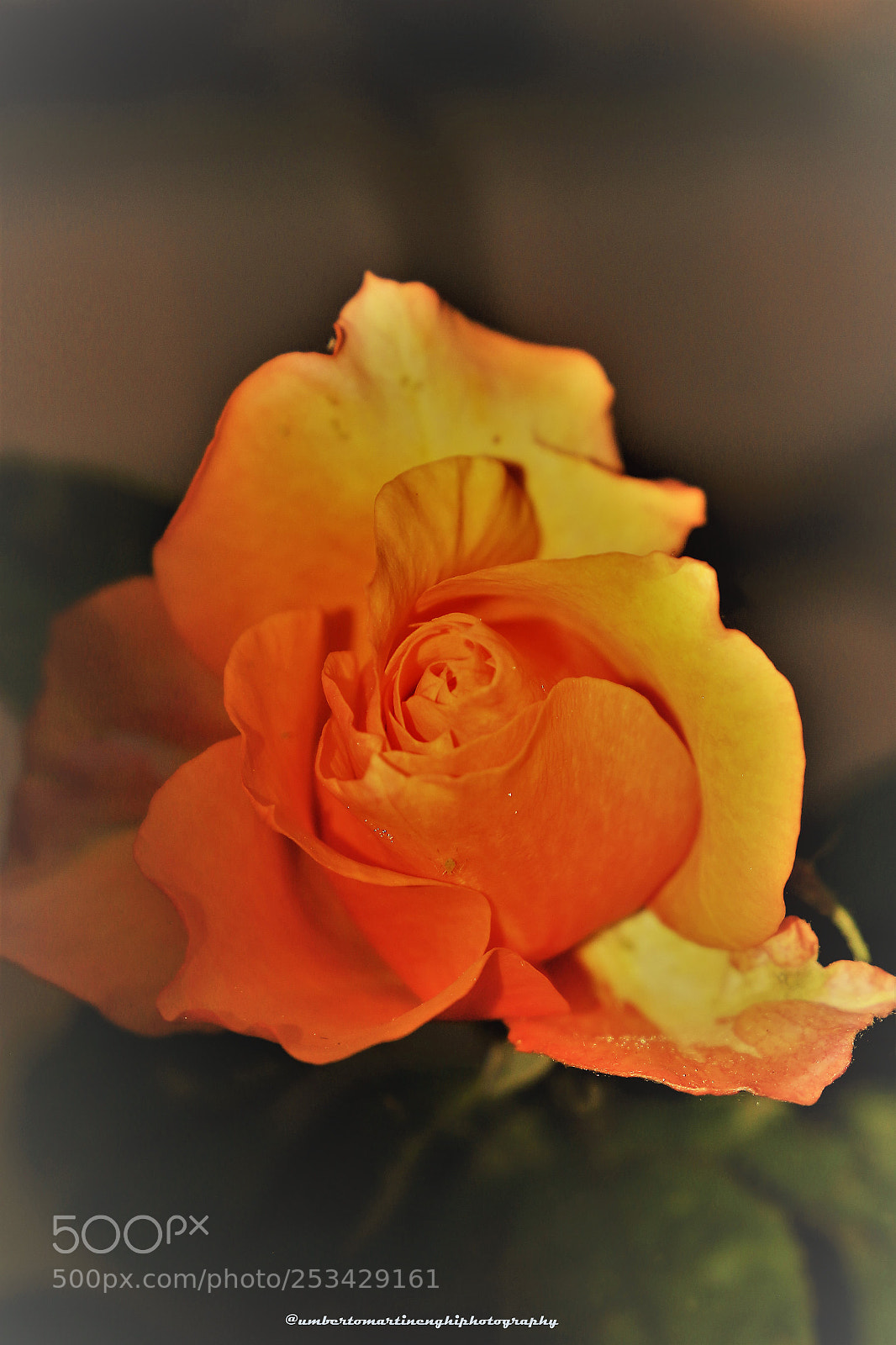 Canon EOS 7D Mark II sample photo. A photography