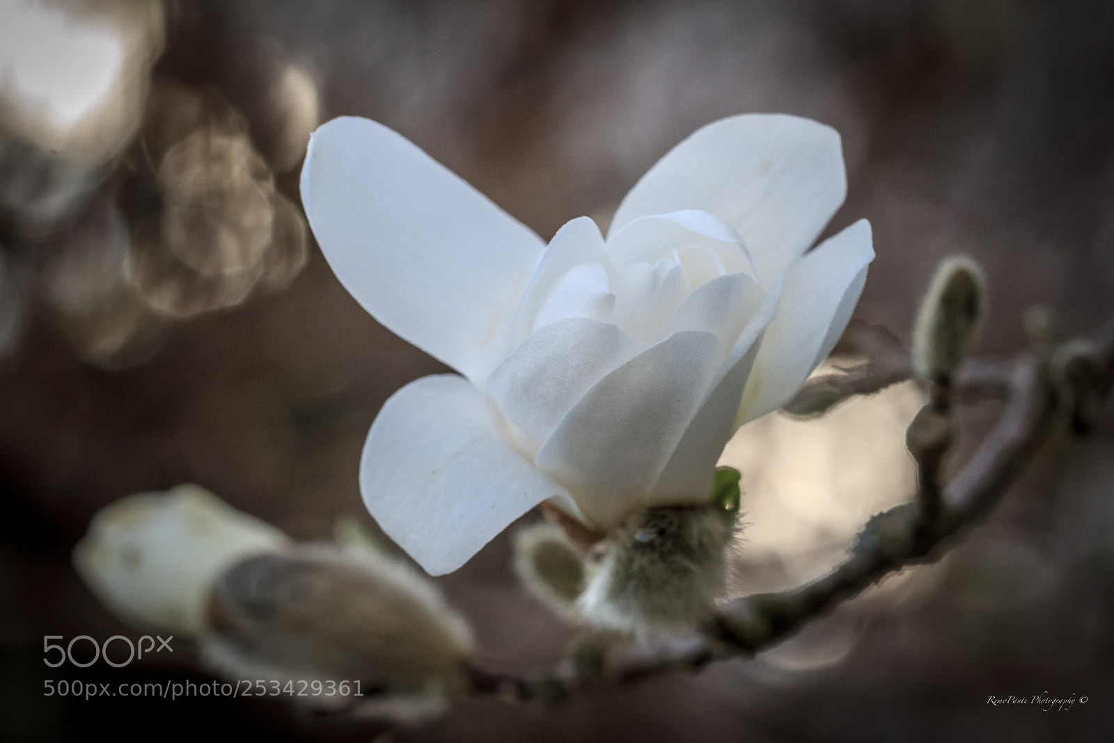Canon EOS 7D sample photo. White blossom photography