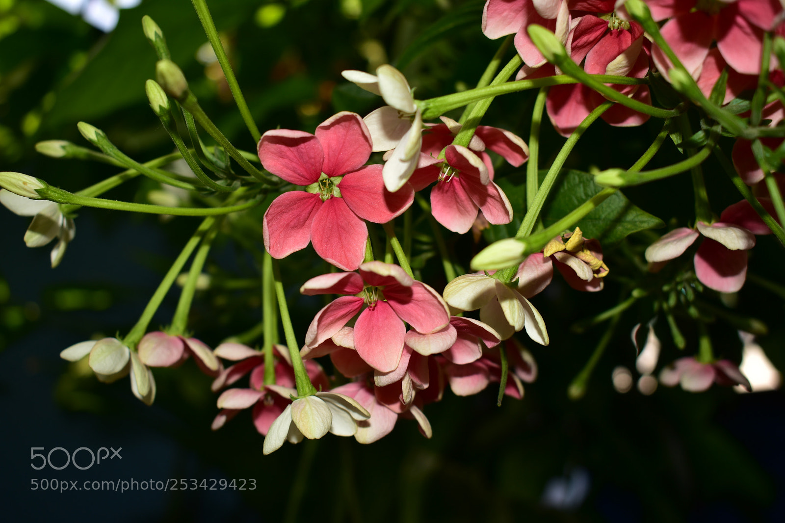 Nikon D3400 sample photo. Untitled photography