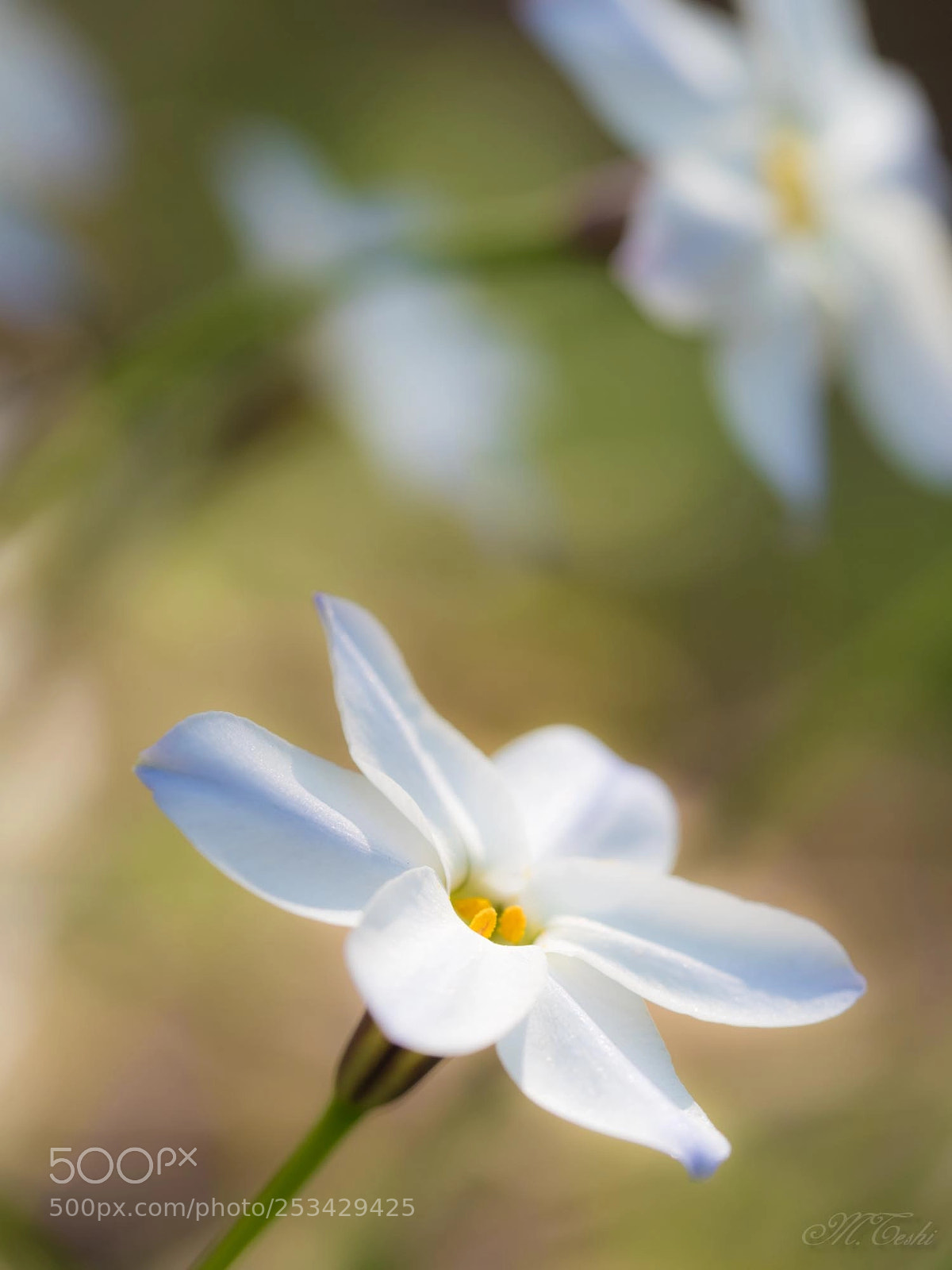 Olympus PEN-F sample photo. Spring star photography