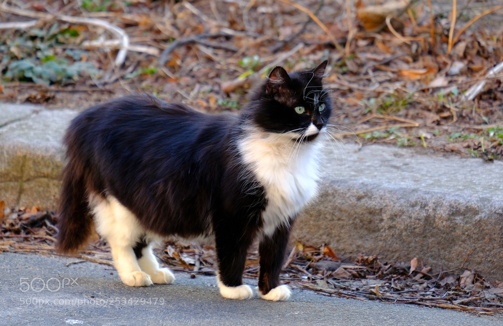 Fujifilm X-T20 sample photo. Every day isn't sunday photography