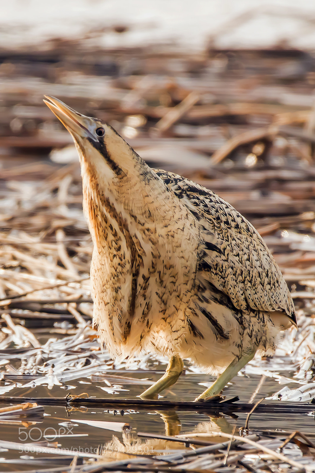 Sony ILCA-77M2 sample photo. Eurasian bittern photography