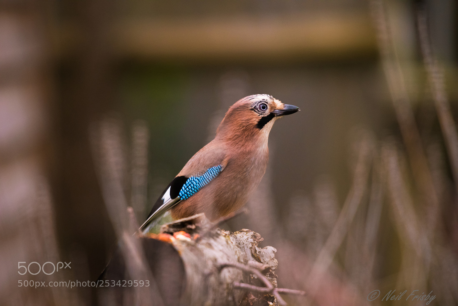 Nikon D810 sample photo. A jay in the photography