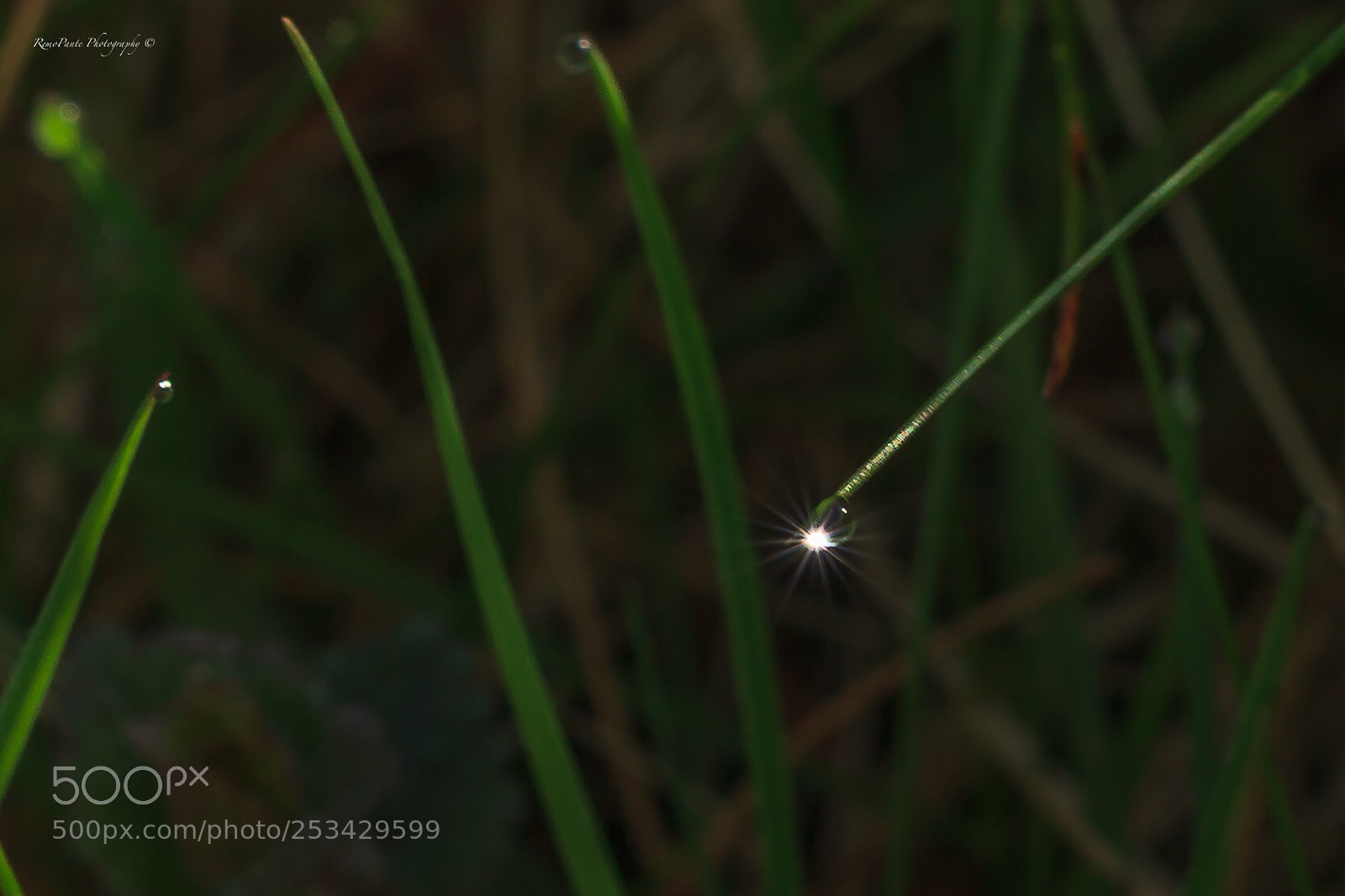 Canon EOS 7D sample photo. Universe in a drop photography