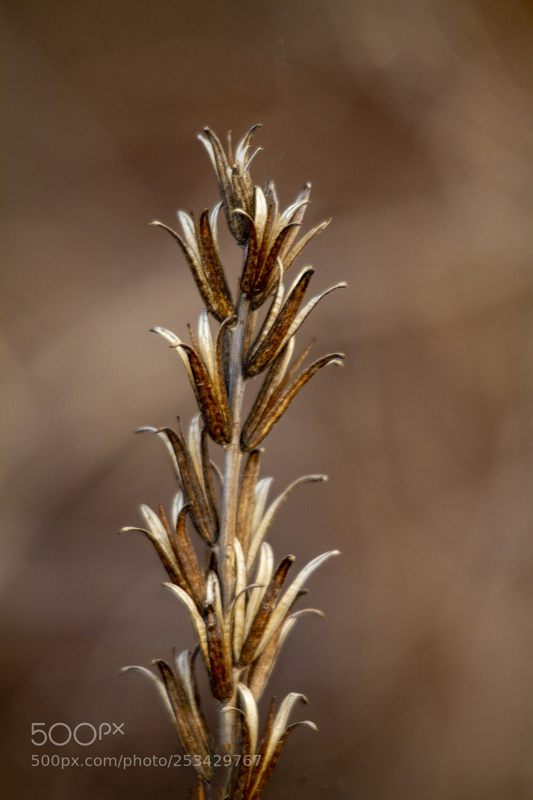 Canon EOS 7D sample photo. Dried by winter photography