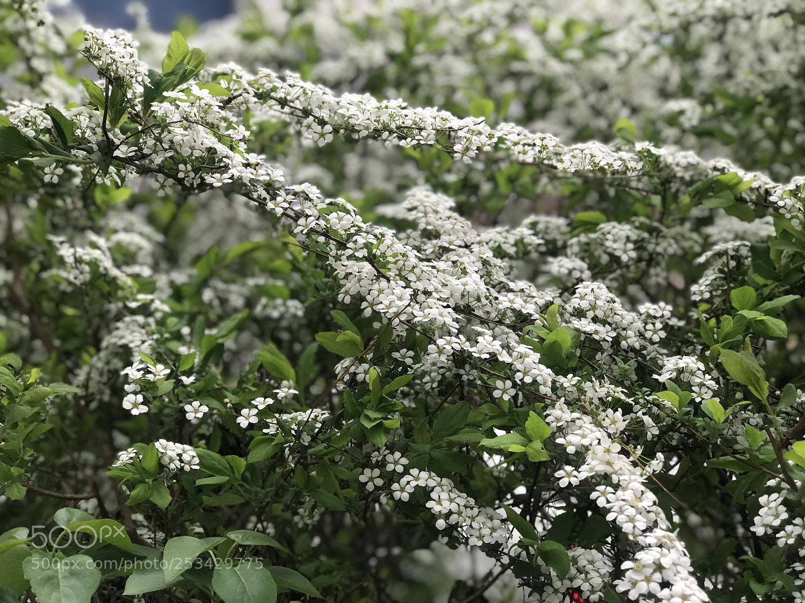 Apple iPhone 7 Plus sample photo. Untitled photography