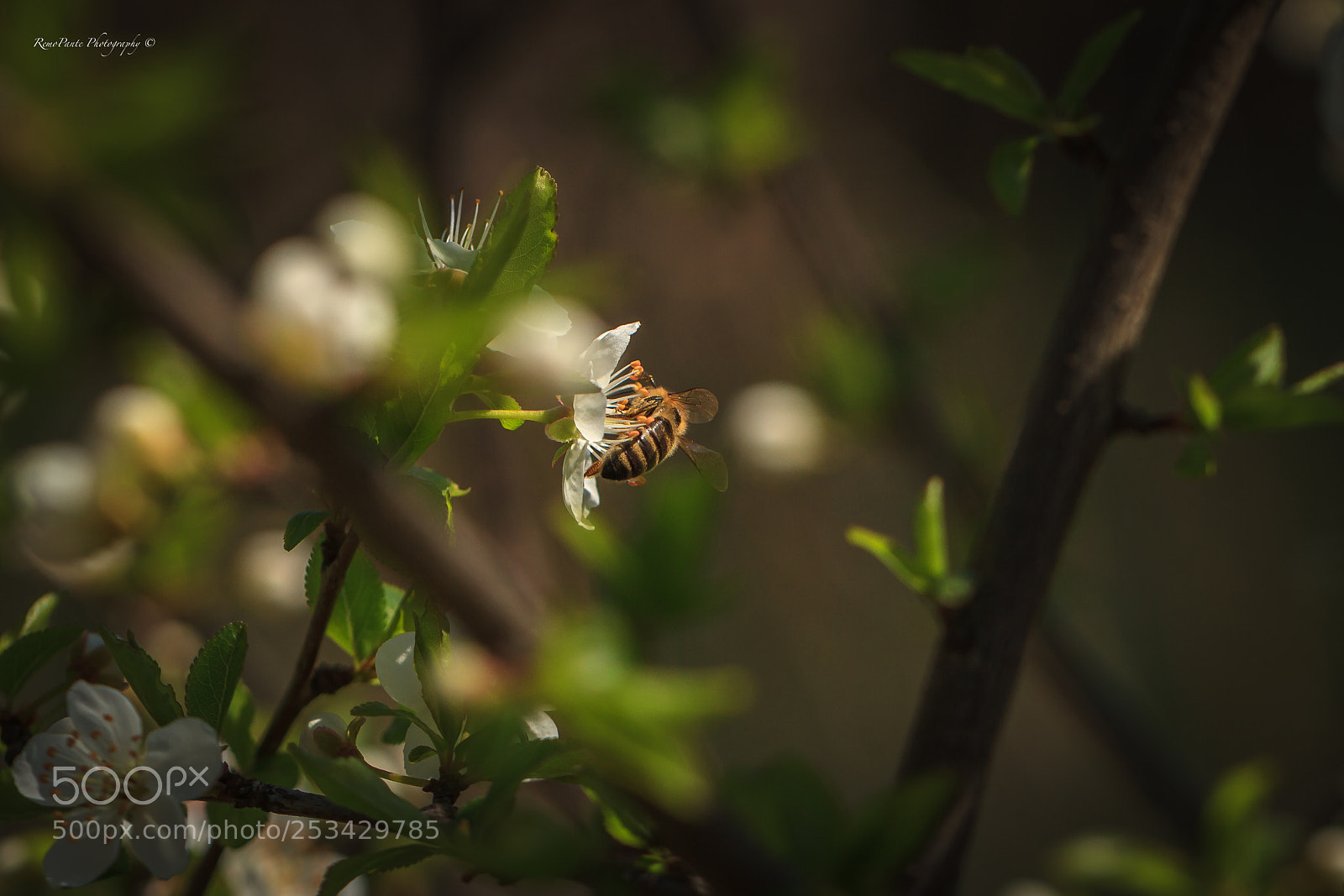 Canon EOS 7D sample photo. Creation of life photography