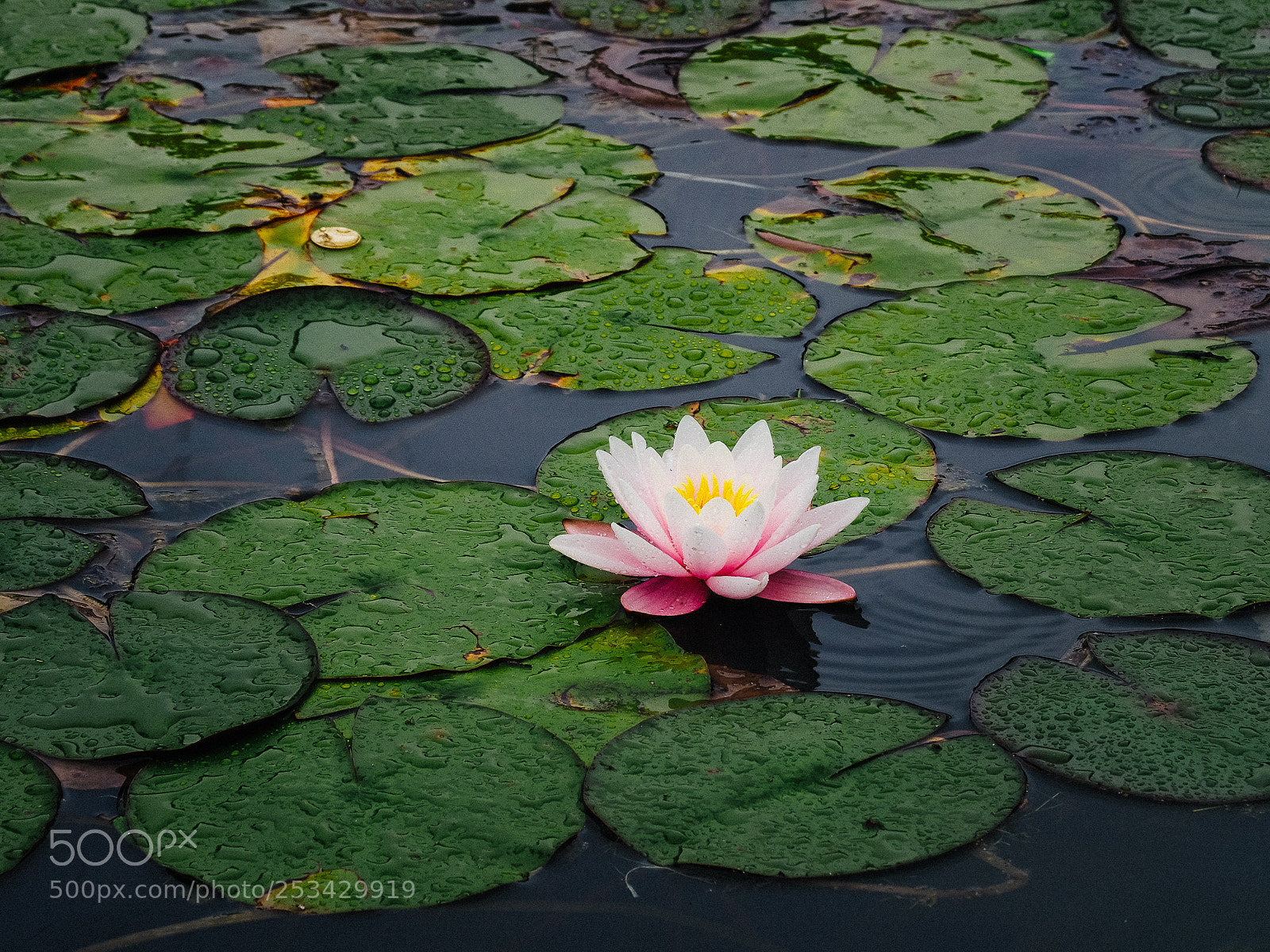 Olympus OM-D E-M5 II sample photo. Lotus in lota photography