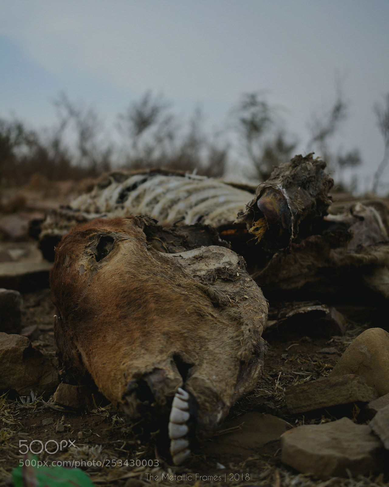 Nikon D5300 sample photo. Infertile life photography