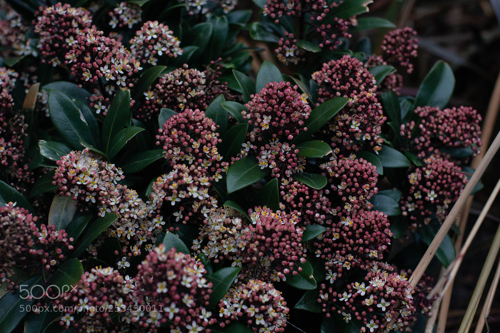Canon EOS 40D sample photo. Flowers photography